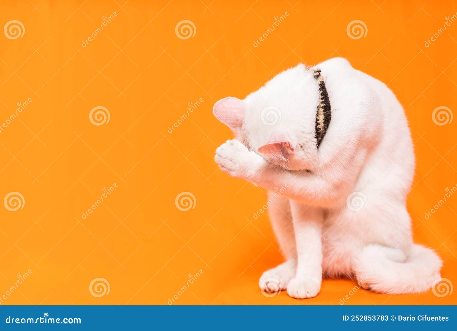 young white cat shyly covers its face, orange background