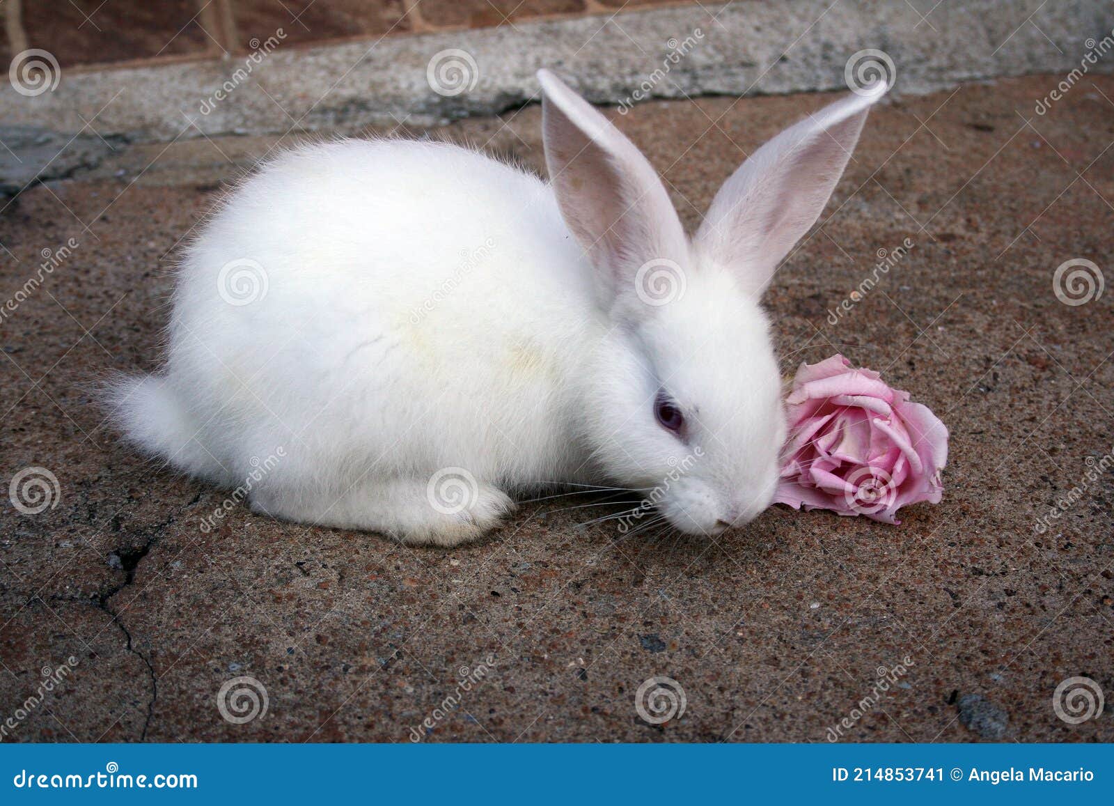 A Cute, White Bunny Eating a Flower. Stock Image Image of grassy