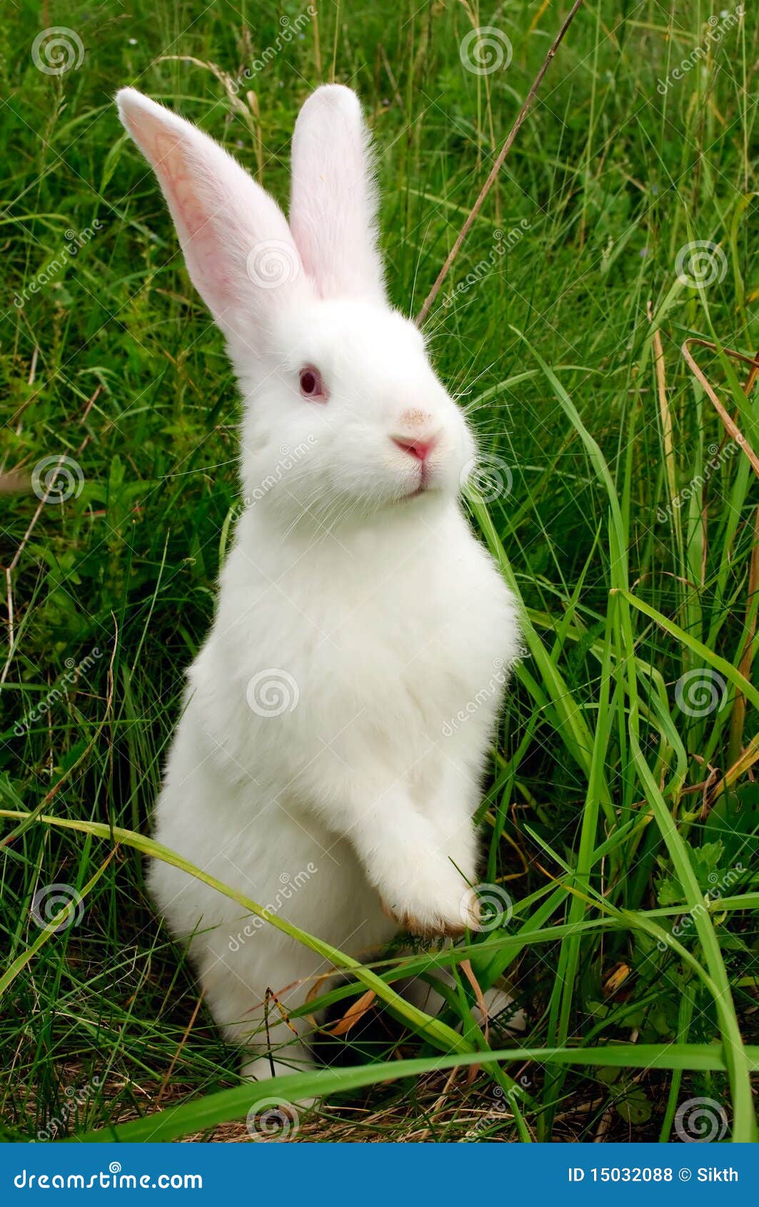 cute white rabbit standing on hind legs