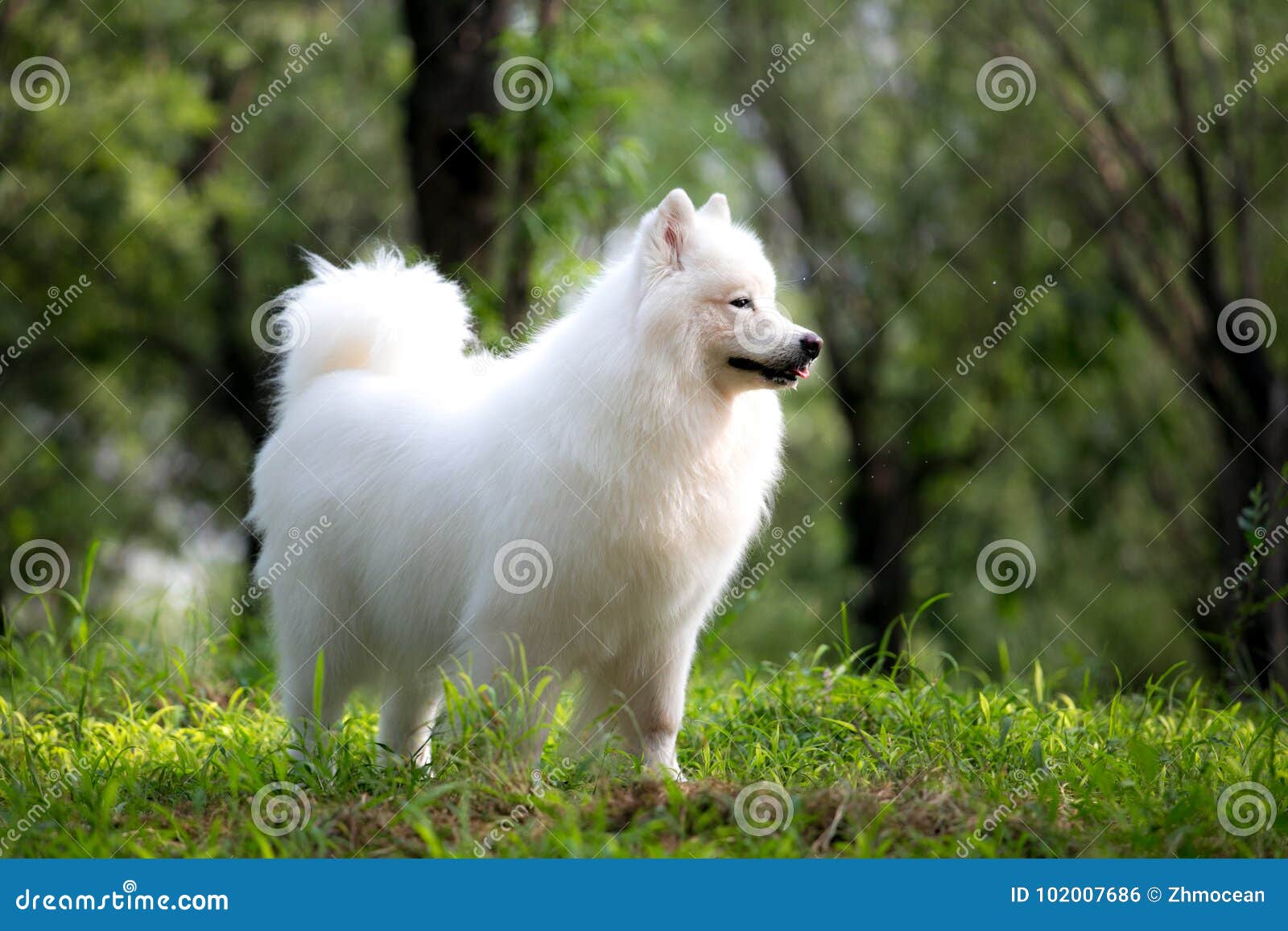 sunshine samoyeds