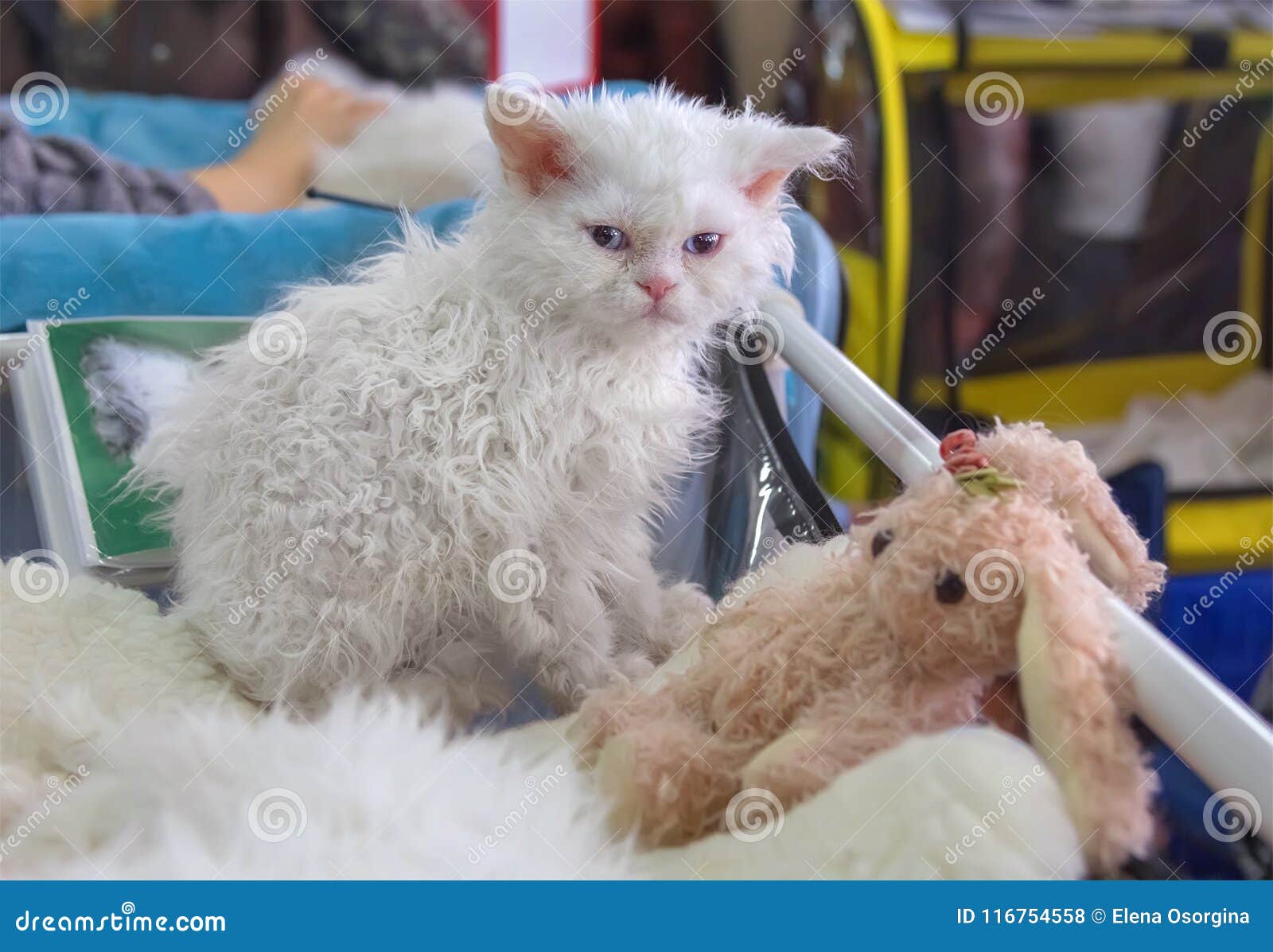 Cute White Selkirk Rex Kitten. Stock Photo - Image of domestic, albino:  116754558
