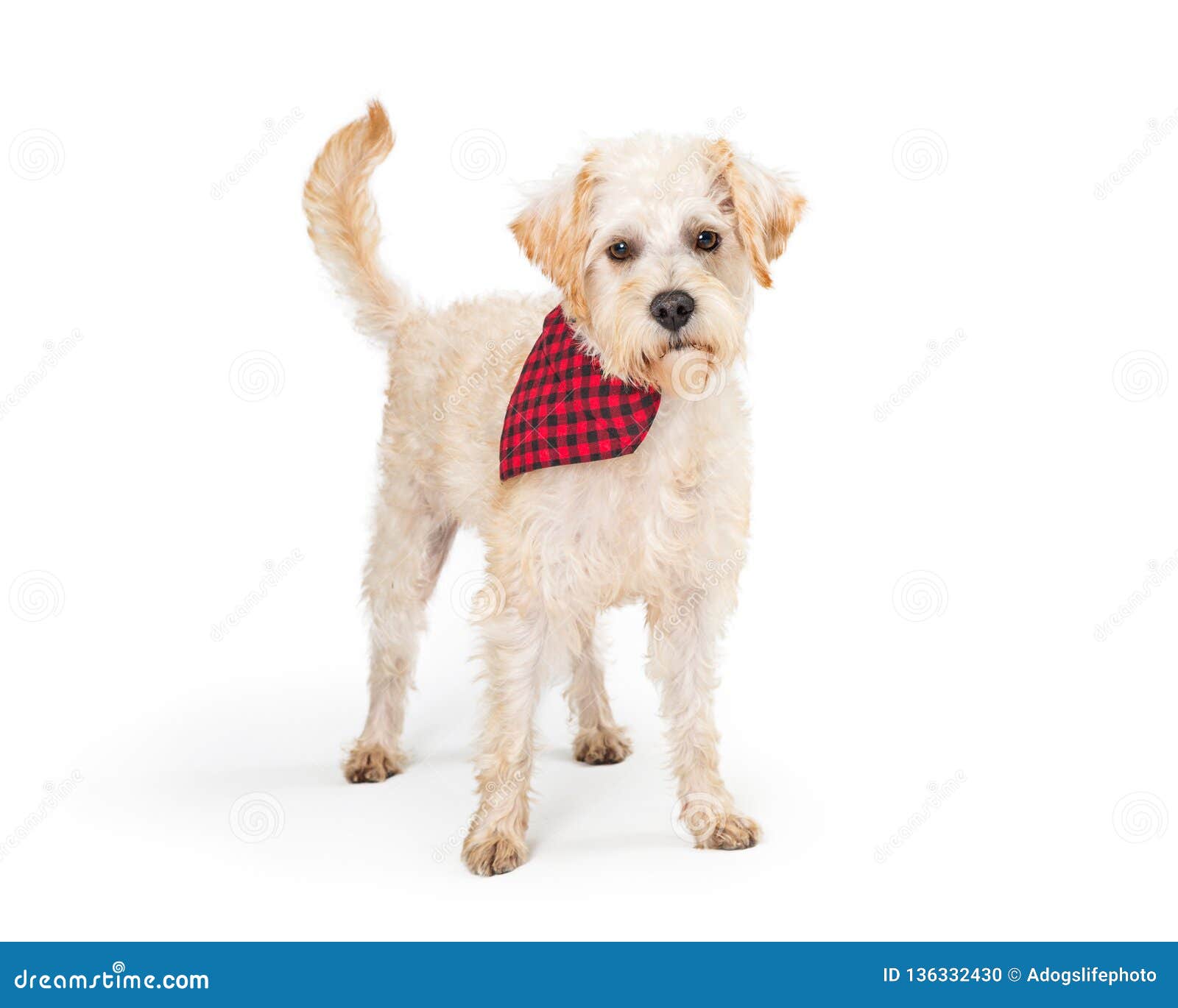 red wheaten terrier