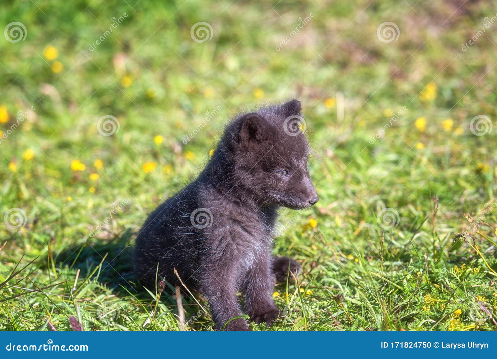 Arctic Fox Cub or Vulpes Lagopus in Natural Habitat, Cute Wild Animal Baby  Iceland Stock Photo - Image of hunter, background: 171824750