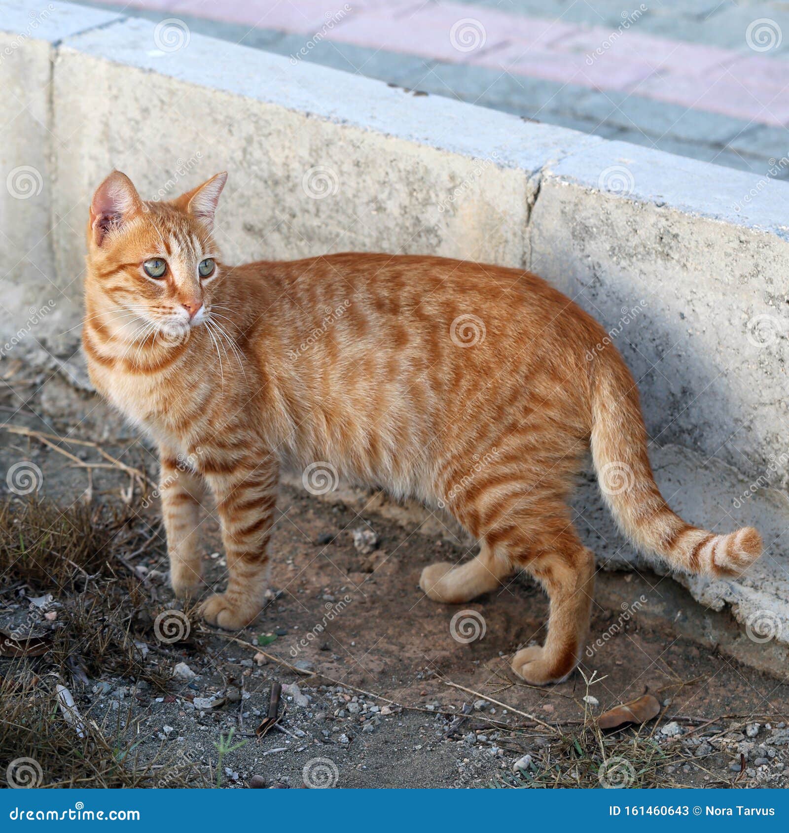 Wild Striped Orange-Colored Cat Looking Alert in Cyprus Stock Image ...