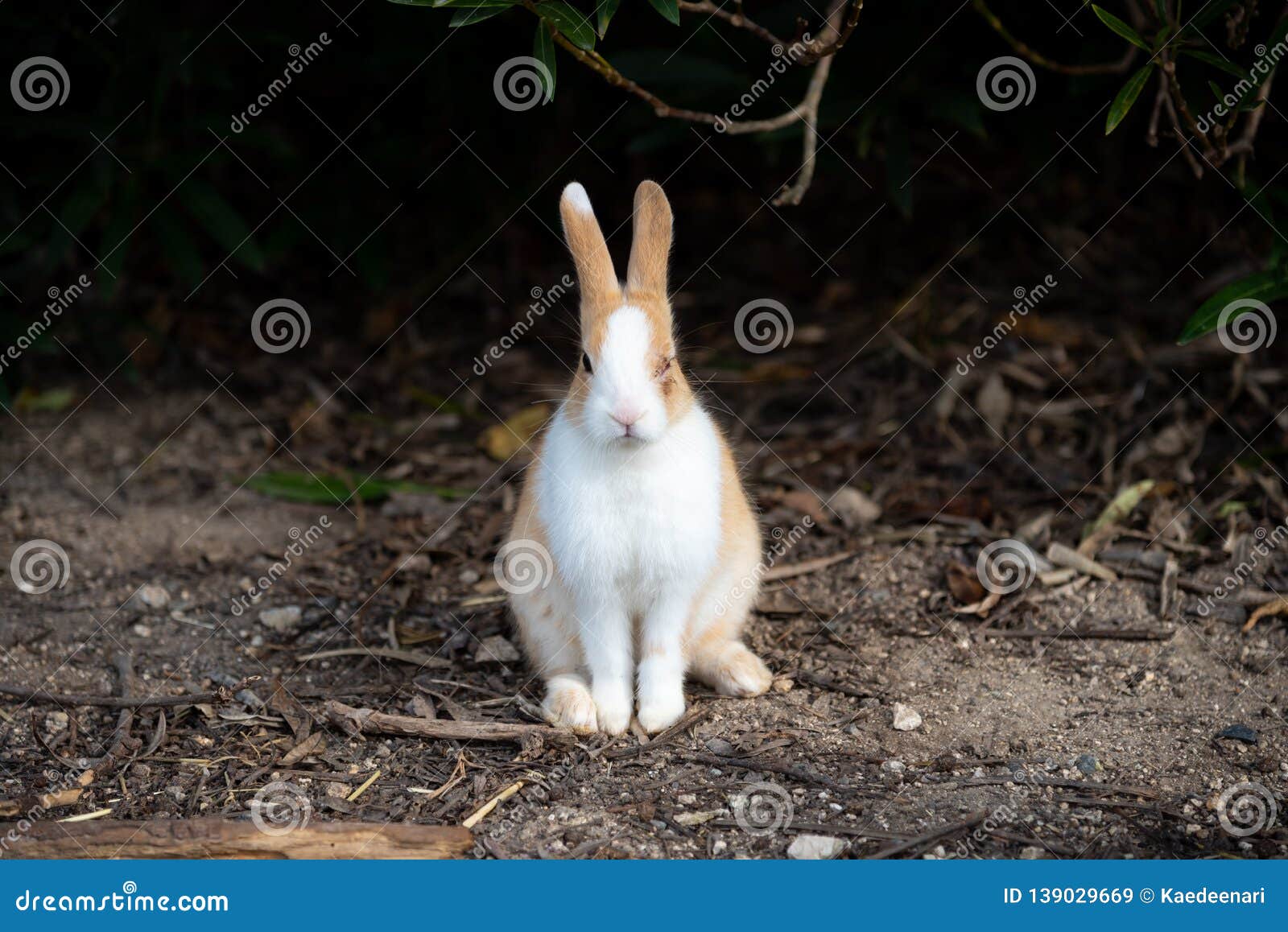 cute wild rabbits on okunoshima island in sunny weaher