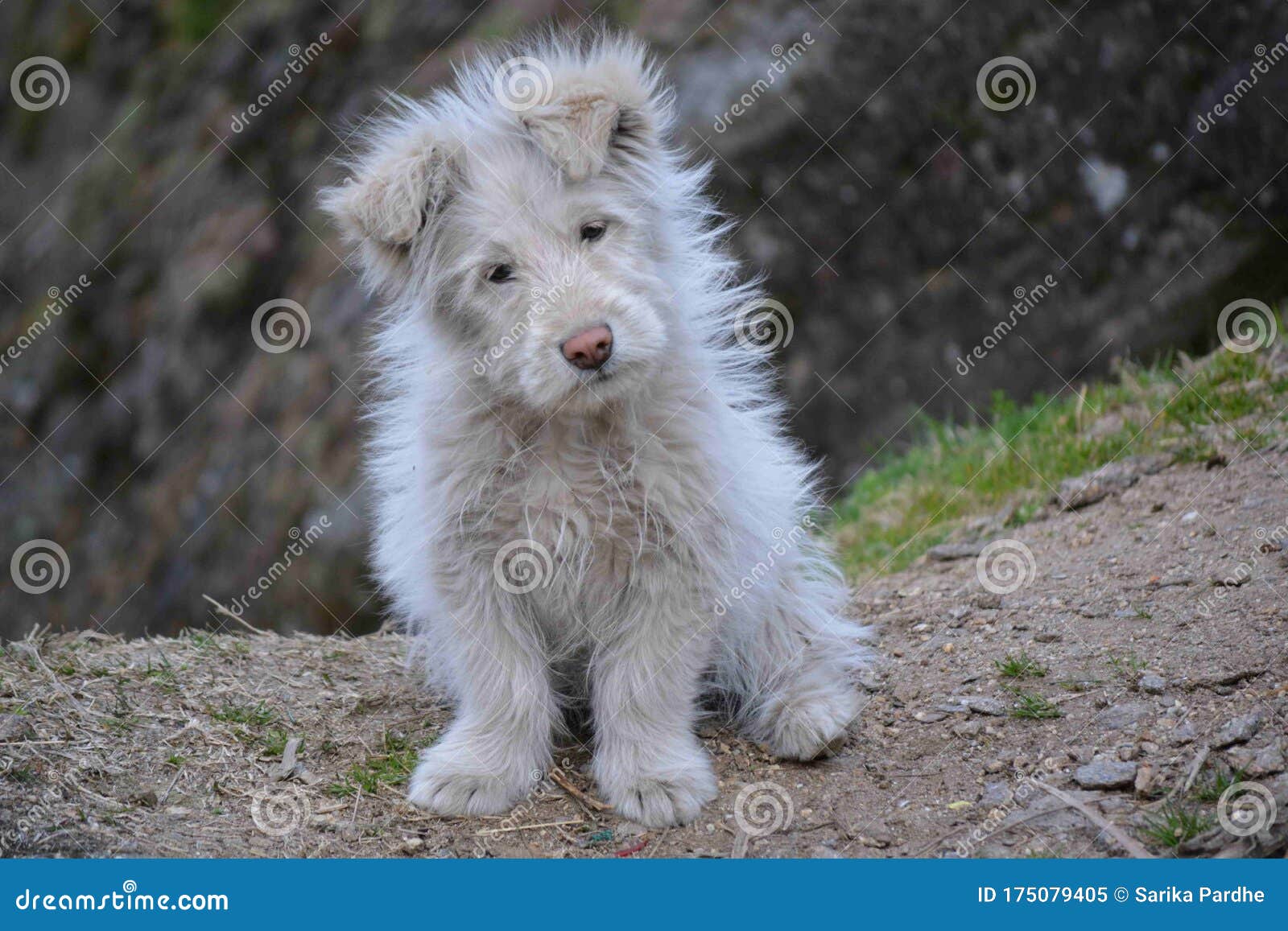 Cute Xiasi Dog In Forest Stock Image Image Of Rishikesh 175079405