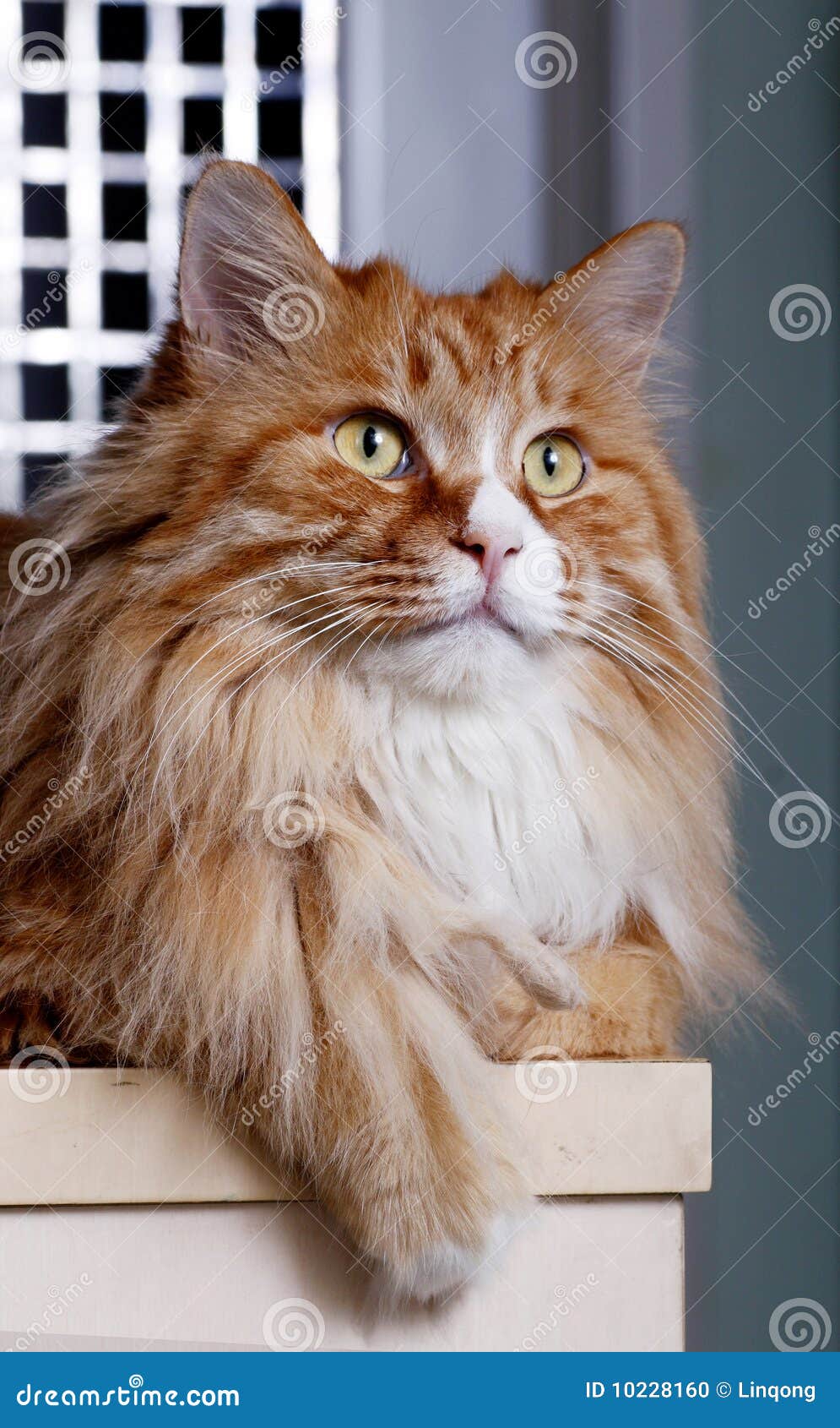 Cute yellow cat stock photo. Image of looking, cats, animal - 10228160