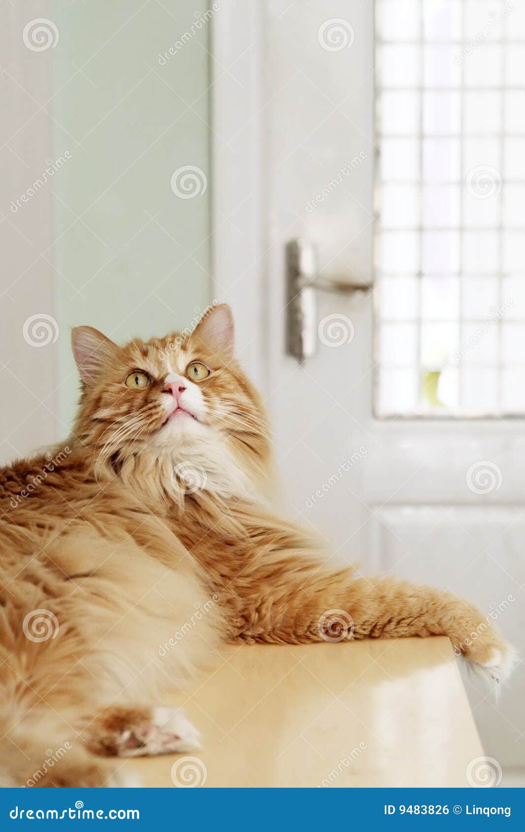 Cute yellow cat stock photo. Image of domestic, animal - 9483826