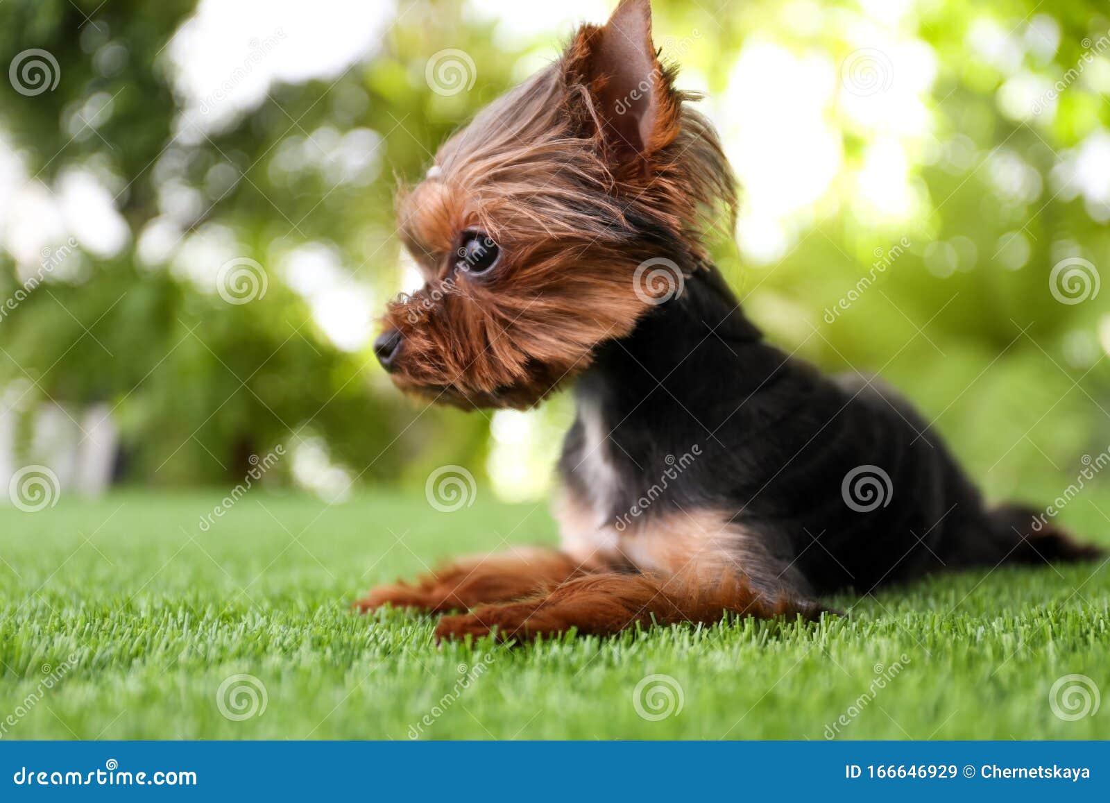 Cute Yorkshire Terrier Dog on Grass Stock Image Image of muzzle