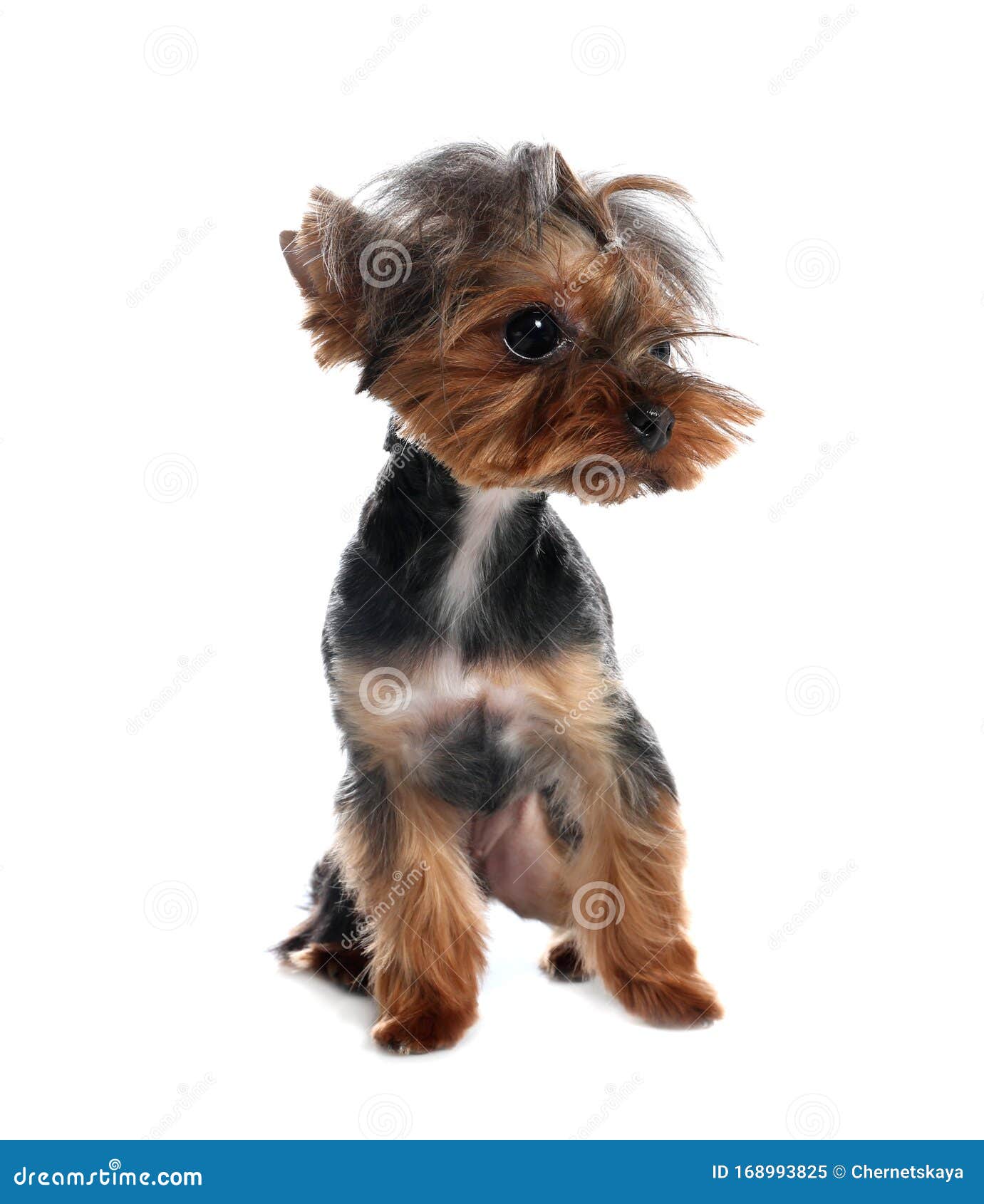 cute yorkshire terrier