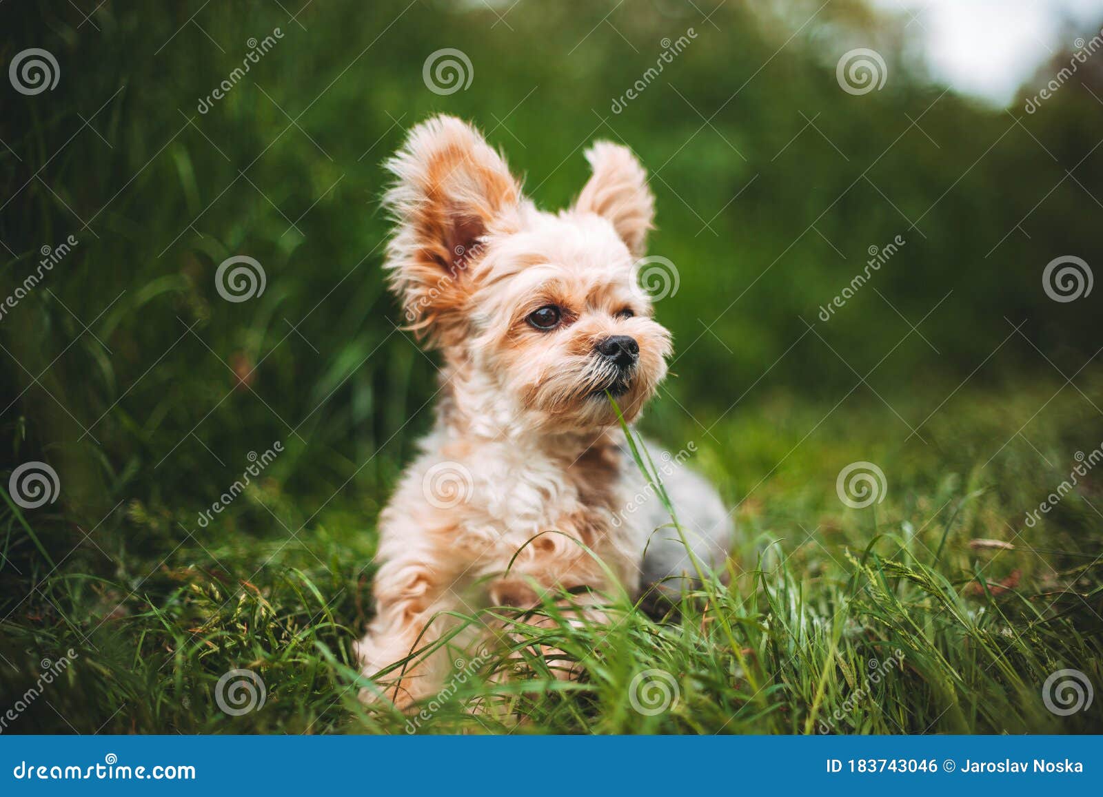 Cute Yorkshire Terrier on a Grass Stock Photo Image of play, garden