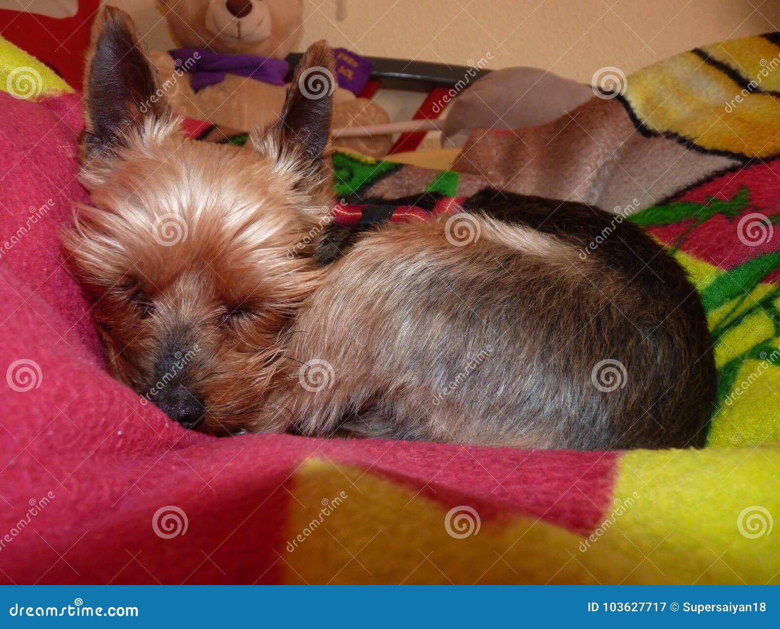 cute yorkshire terrier sleeping and chilling out