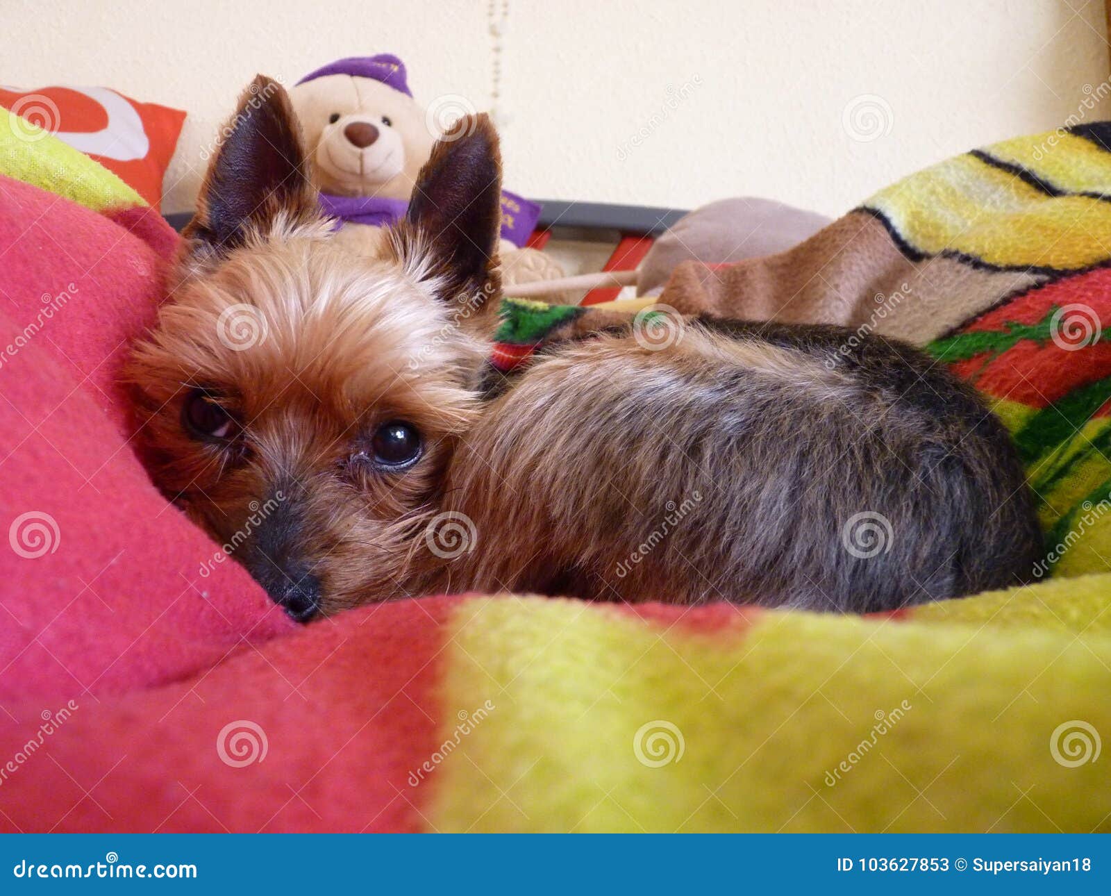 cute yorkshire terrier sleeping and chilling out