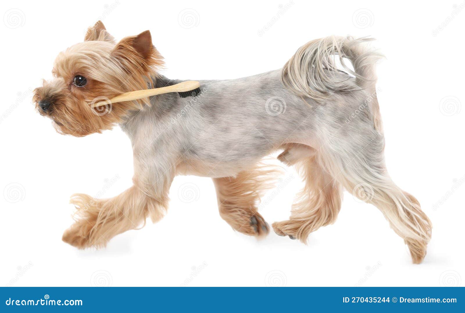 Cute Yorkshire Terrier with Toothbrush on White Background Stock Photo