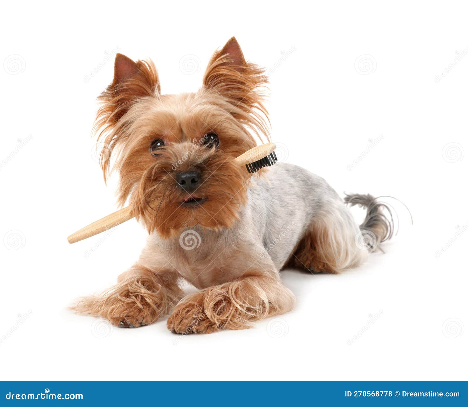 Cute Yorkshire Terrier with Toothbrush on White Background Stock Photo