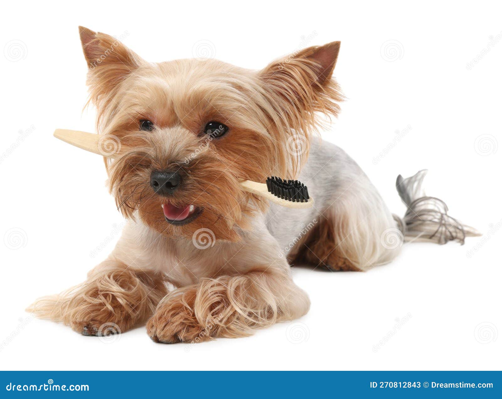 Cute Yorkshire Terrier with Toothbrush on White Background Stock Image