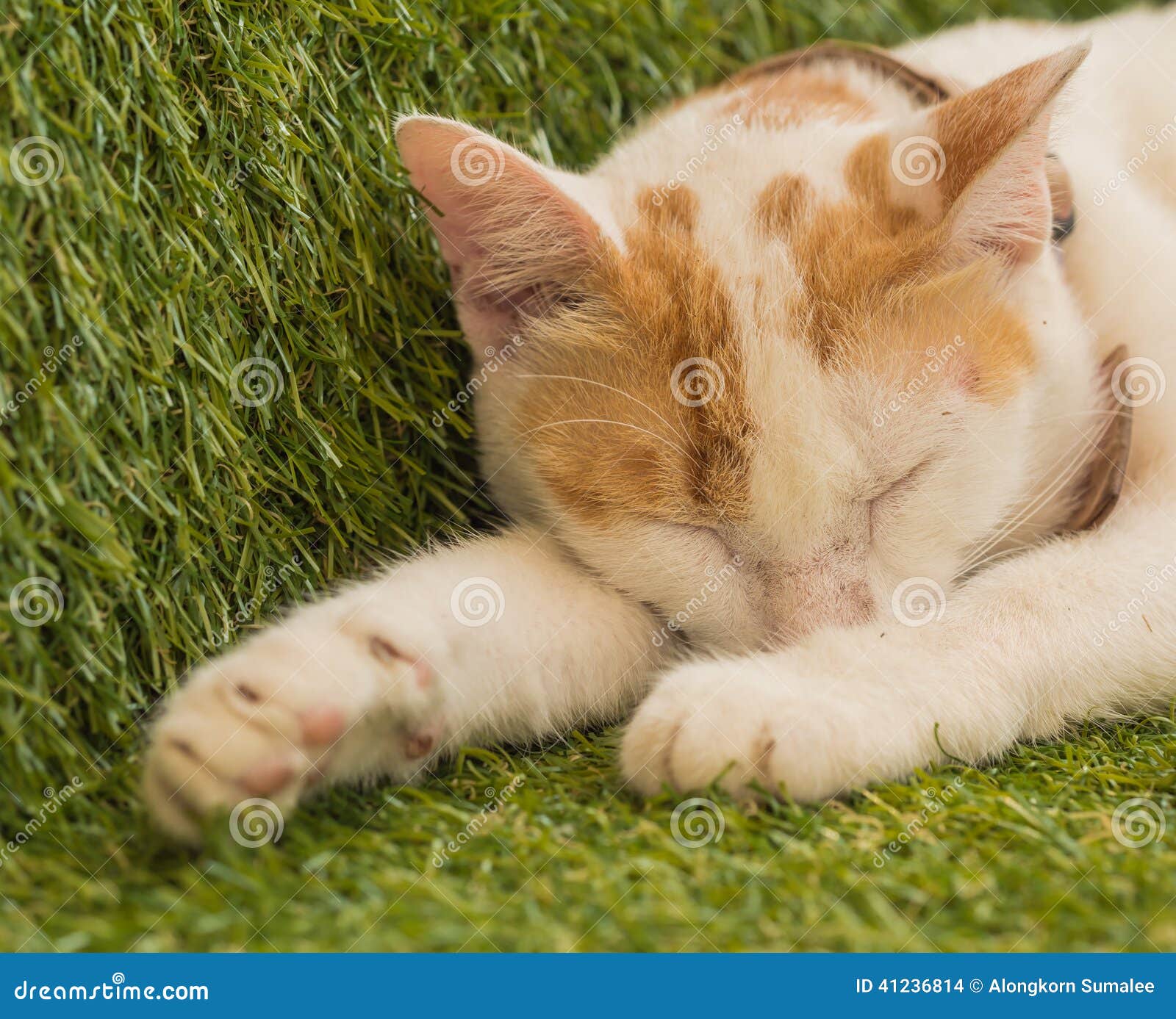 Cute Young Cat Sleeping on Green Turf, Thailand Stock Photo Image of laziness, relaxing 41236814