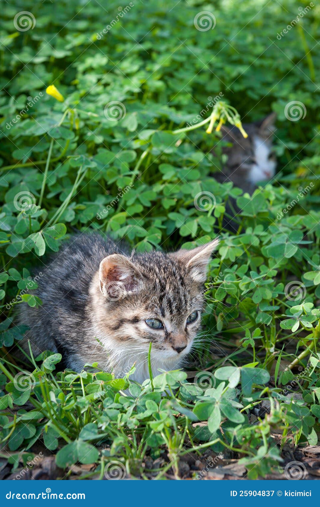 Cute Young Cats In Grass And Clover Royalty Free Stock Photography