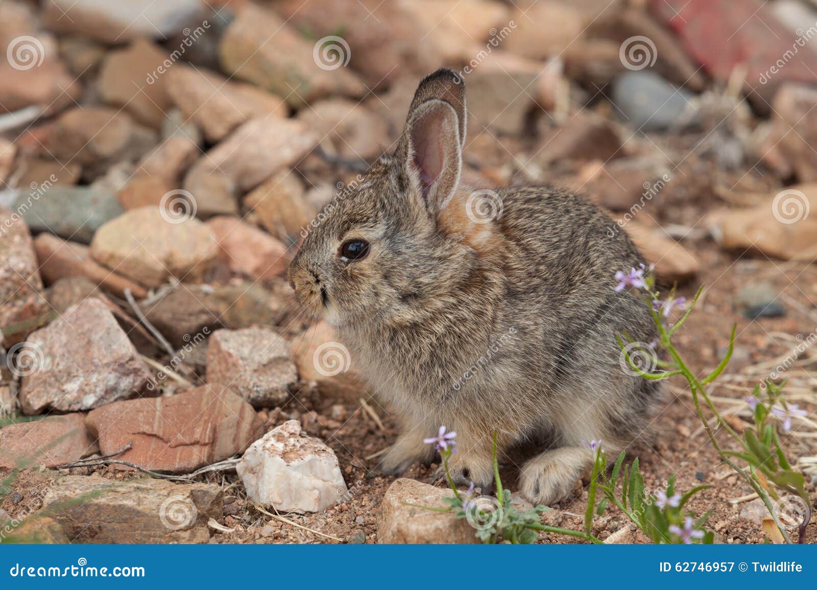 Cute Young Cottontail Rabbit Stock Image Image of bunny, wild 62746957