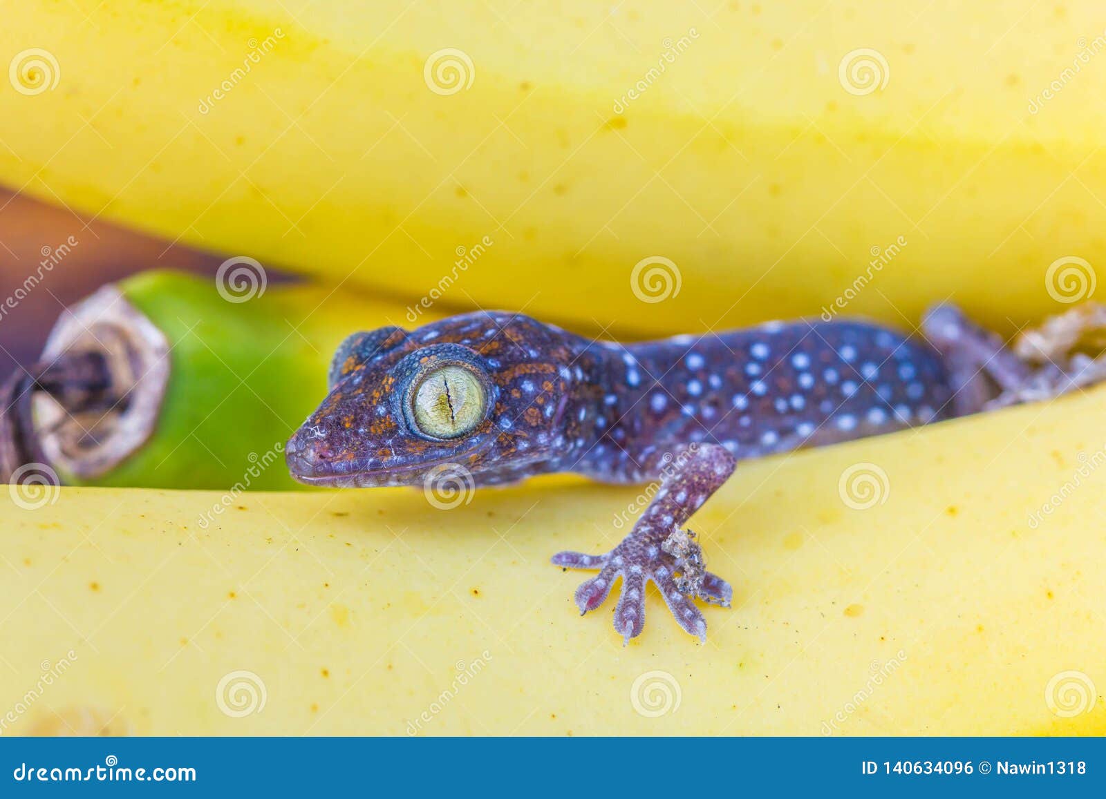 fruit gecko