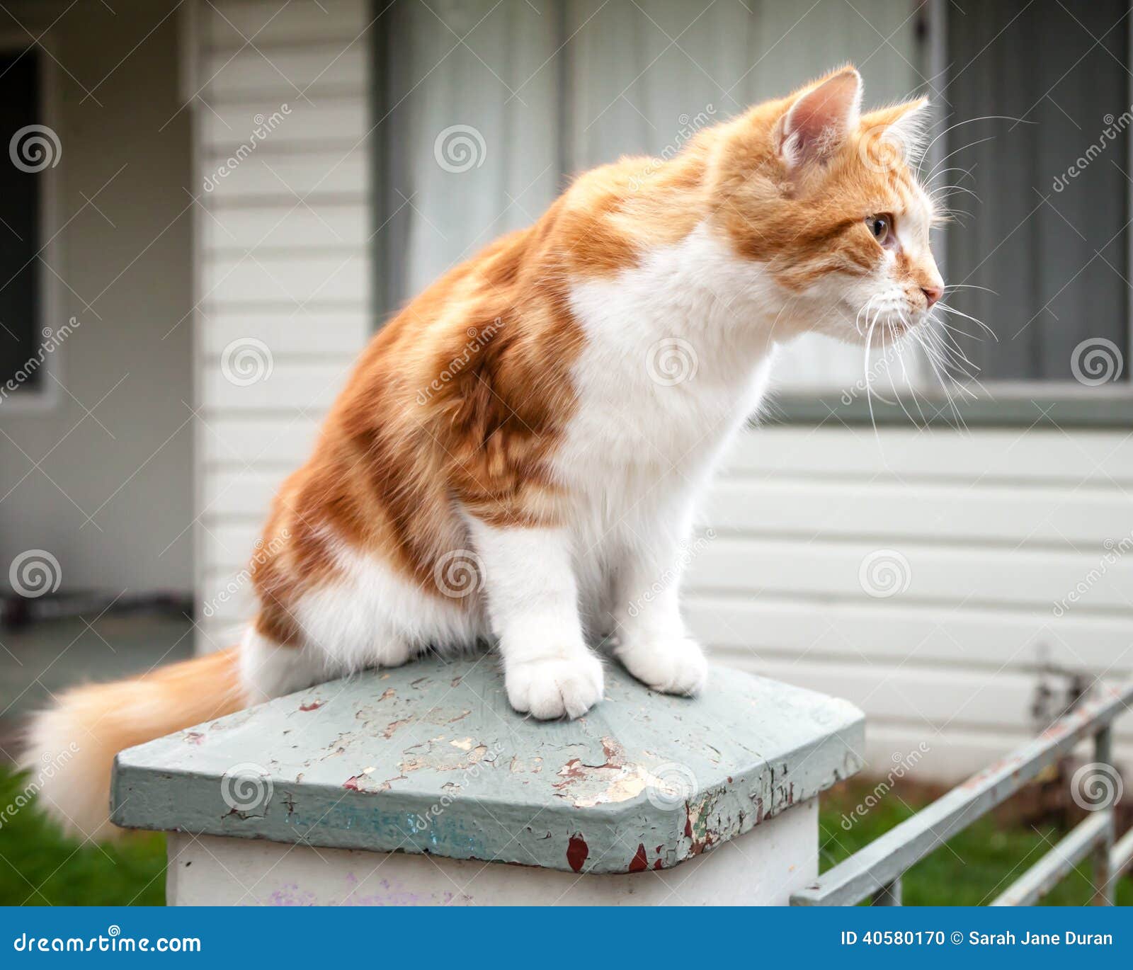 ginger and white tabby cat