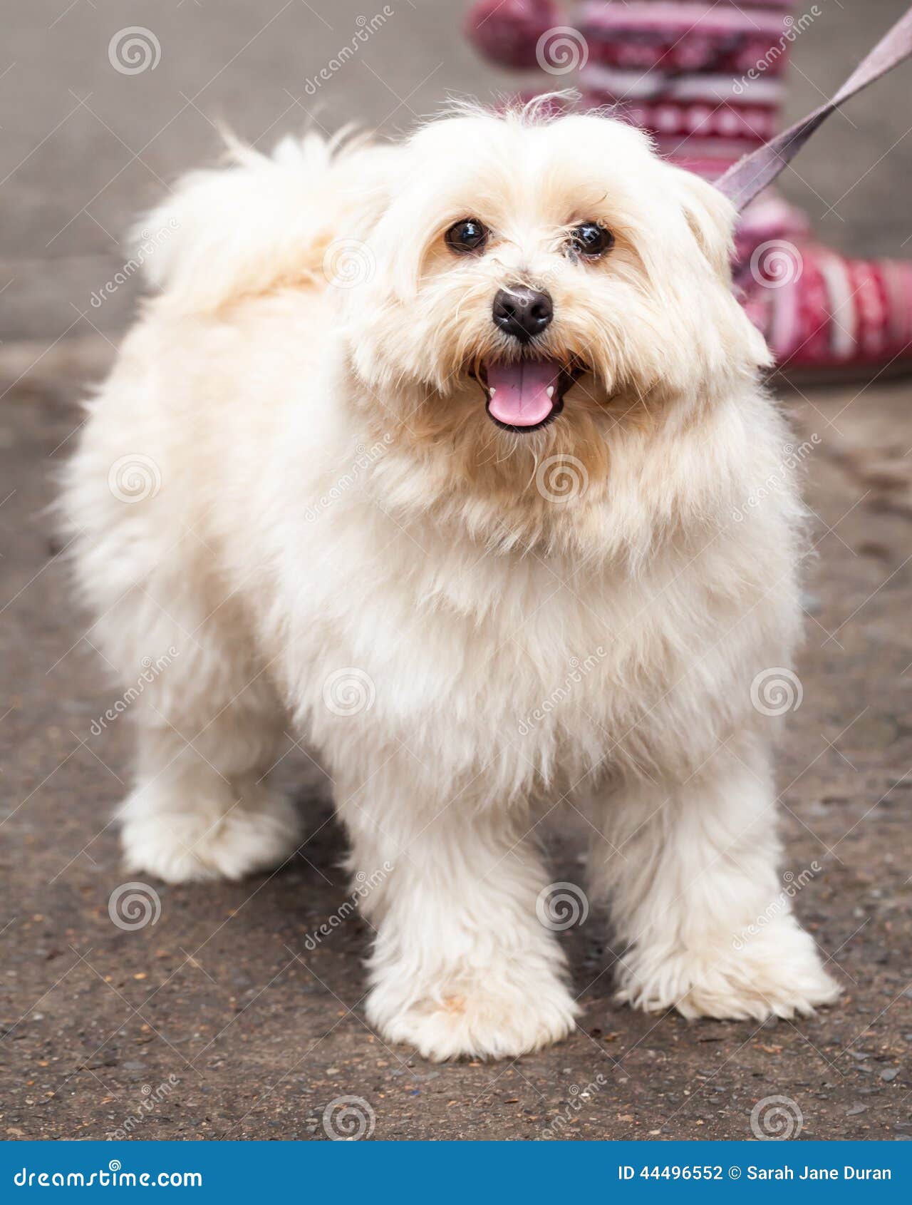 Cute Young Gold Lhasa Apso Dog Standing on the Sidewalk Stock Photo - Image  of lupus, canidae: 44496552