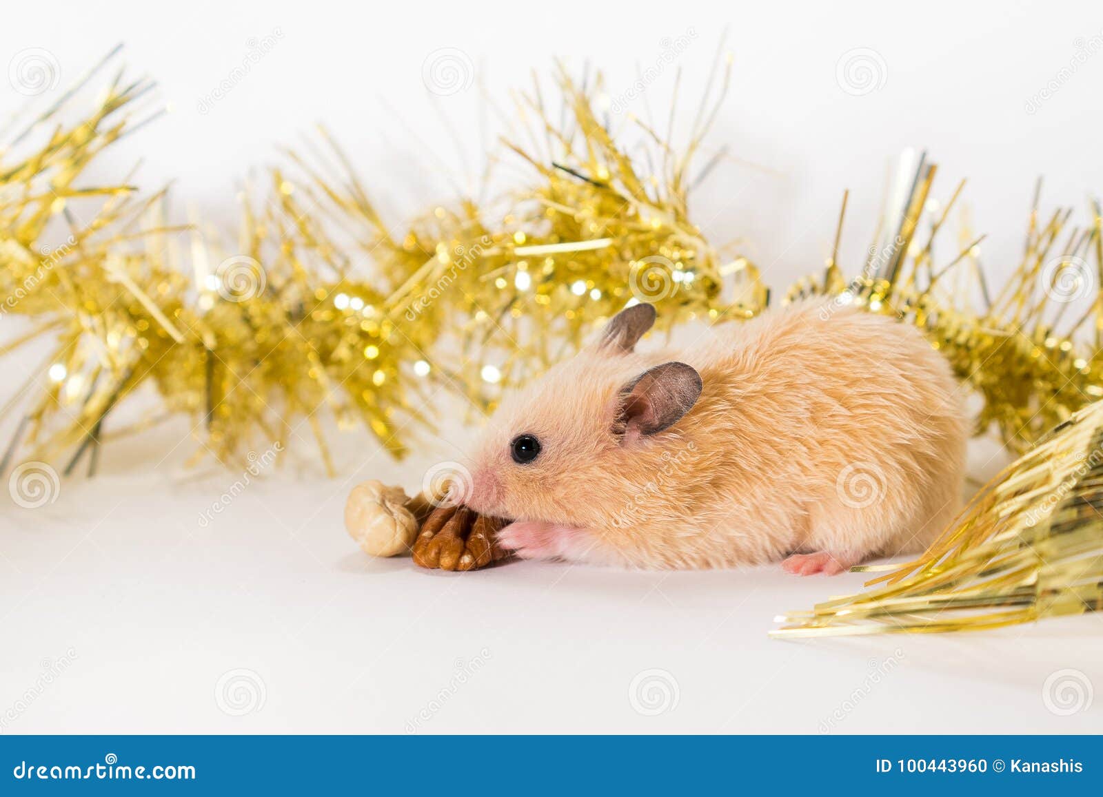 Cute Young Hamster Eating Walnut Stock Photo Image Of Furry Gold 100443960
