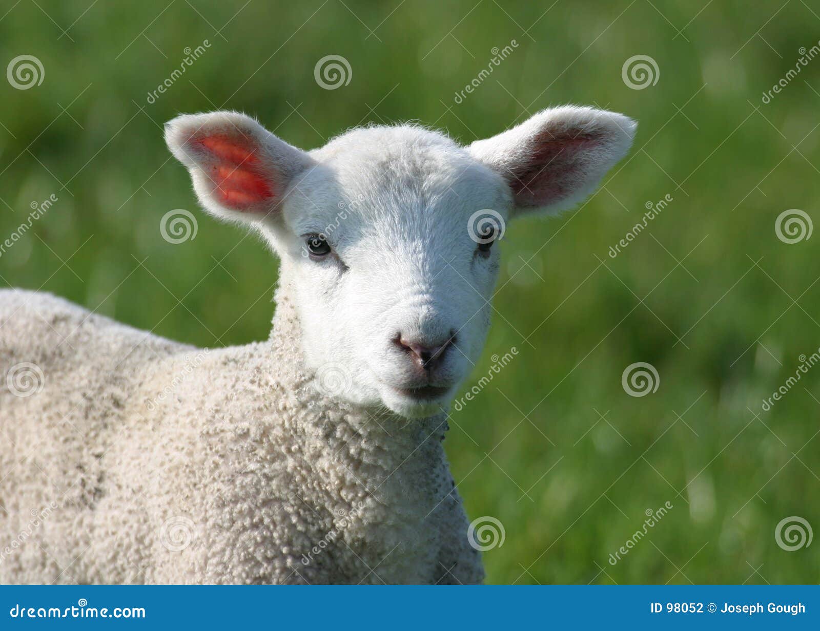 Cute Young Lamb in Field stock photo. Image of farming, baby 98052