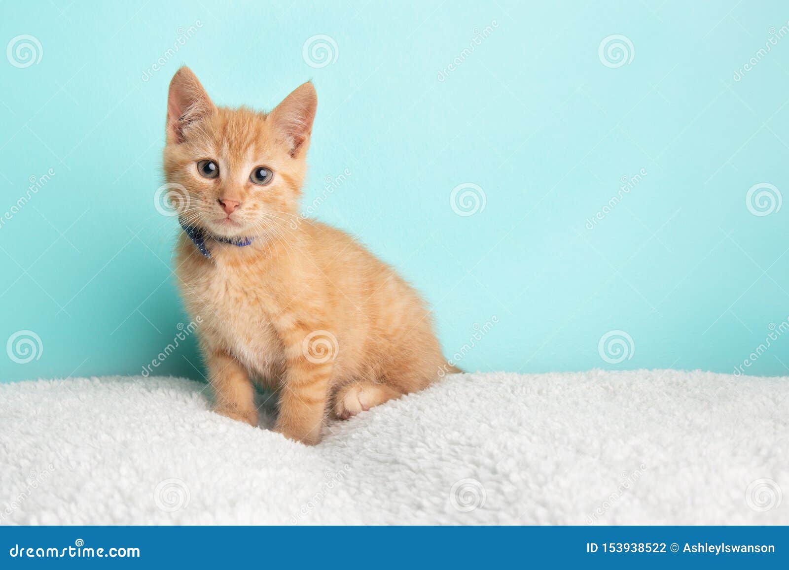 4 742 Kitten Rescue Photos Free Royalty Free Stock Photos From Dreamstime