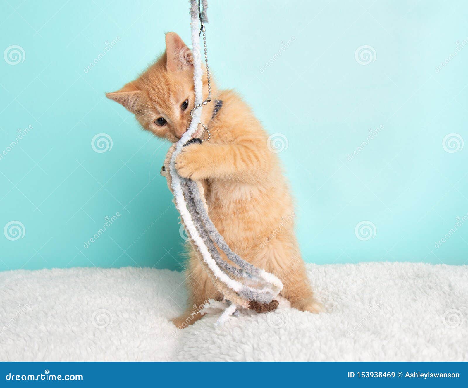 4 742 Kitten Rescue Photos Free Royalty Free Stock Photos From Dreamstime