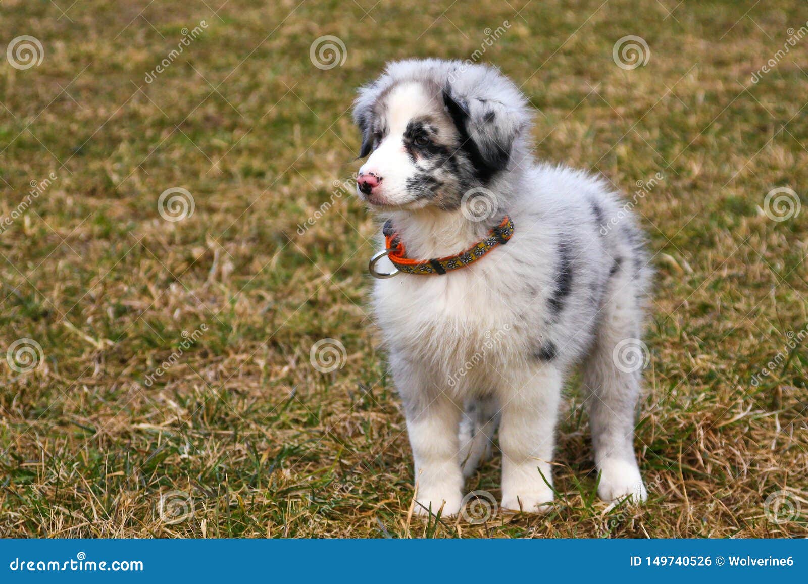 The Cute Young Puppy of the Australian Shepherd Stock Photo - Image of ...