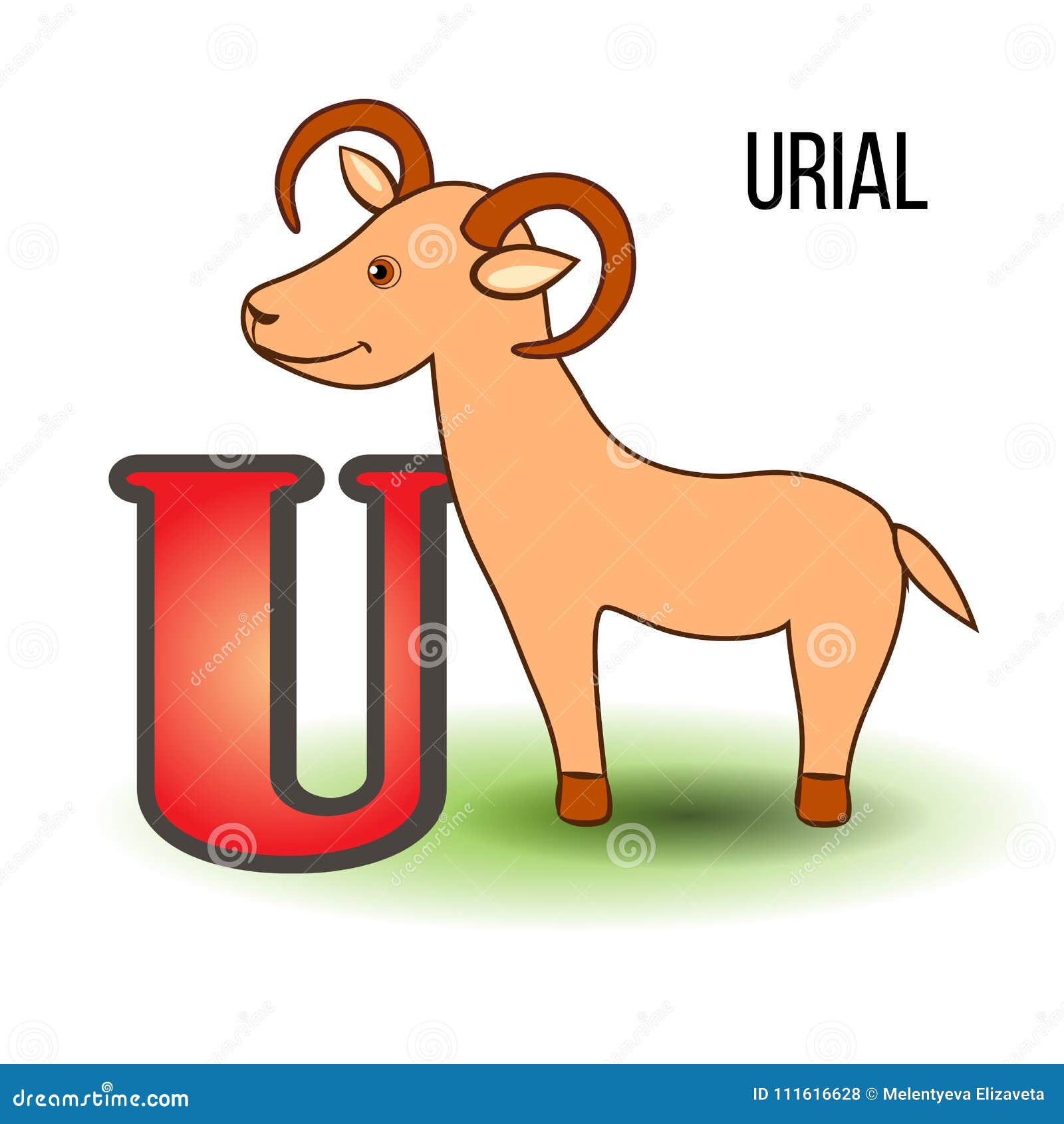 Cute Zoo Alphabet U with Cartoon Urial, Kid Ram Wild Animal Vector ...