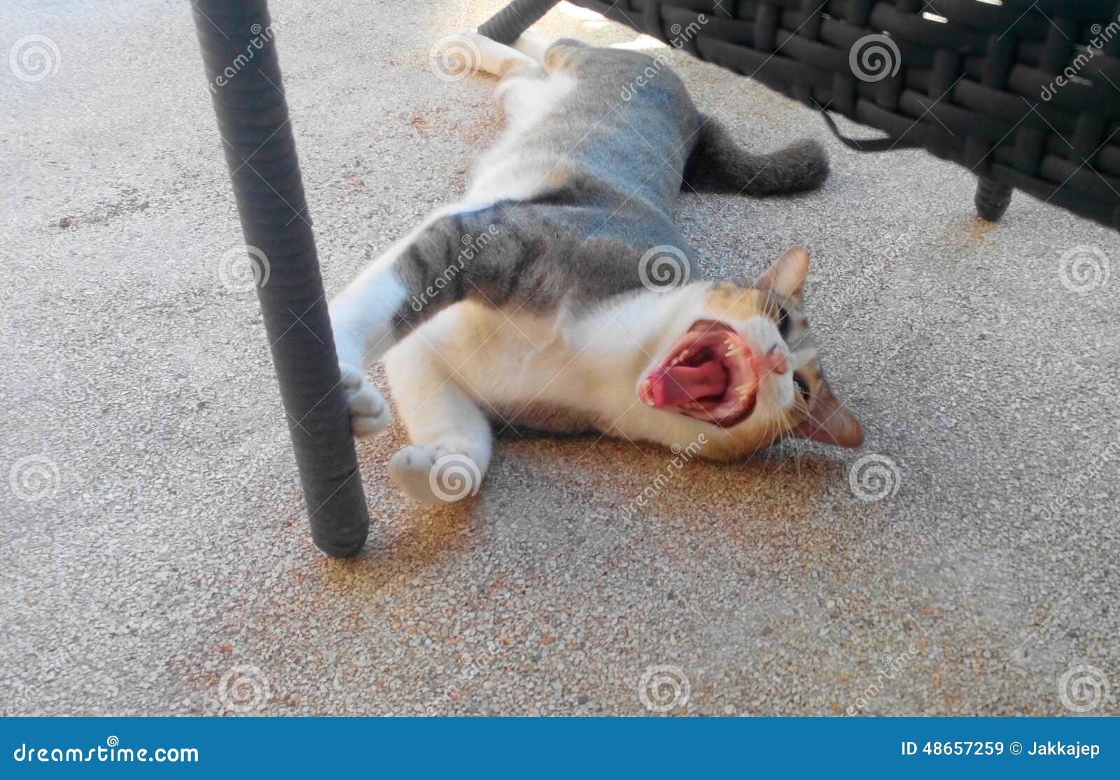 meow meow cutecat yawn