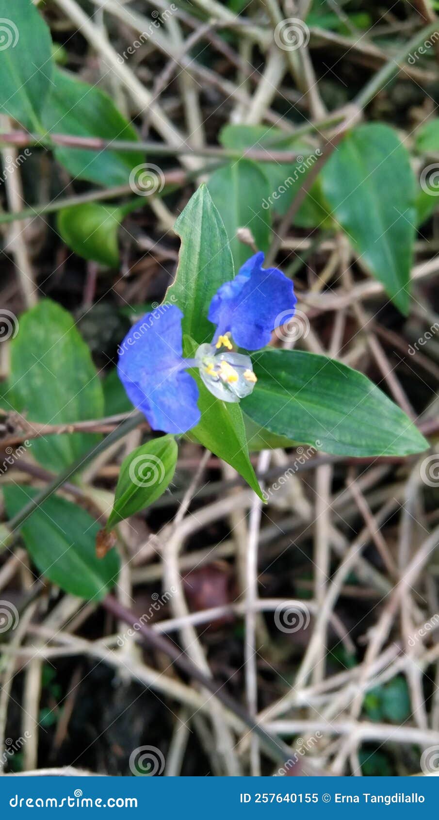 Cutest Blue Flower in Field Stock Image Image of produce, field