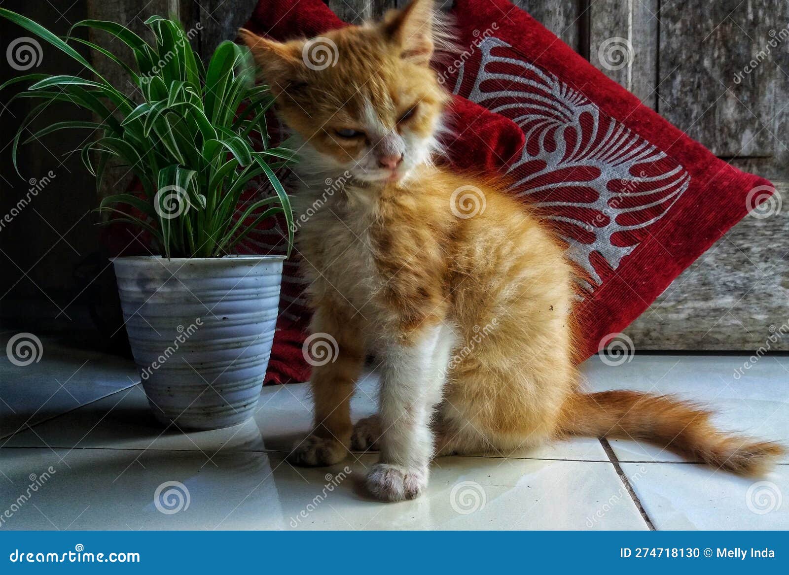 Cutest cat as pet stock photo. Image of pets, longtail 274718130