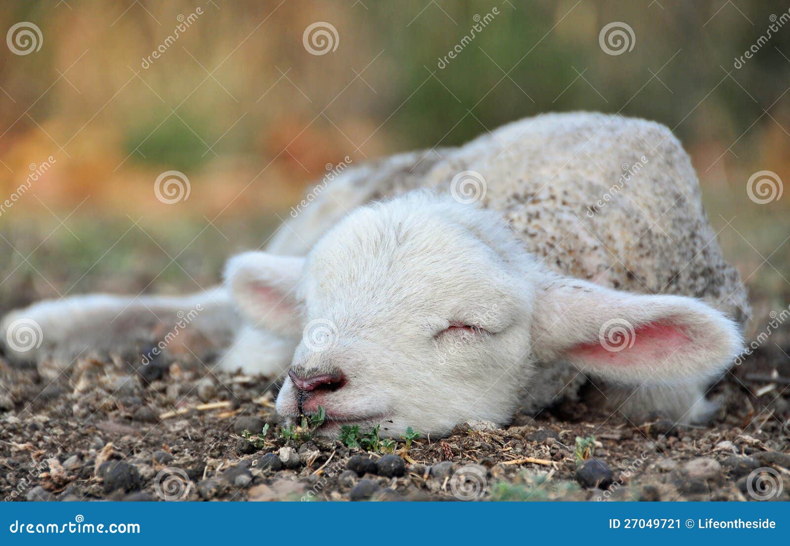 the cutest newborn spring lamb ever!