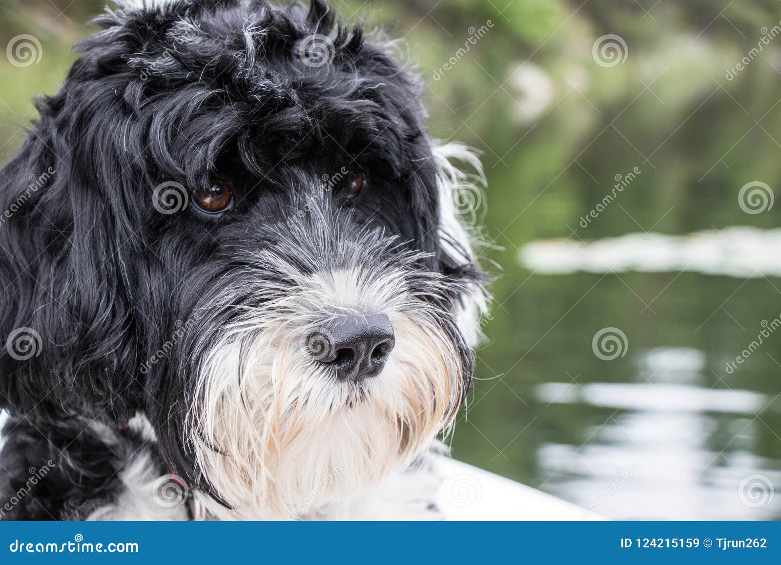 Cutest Portuguese Water Dog Face Stock Image Image Of Head Animals 124215159