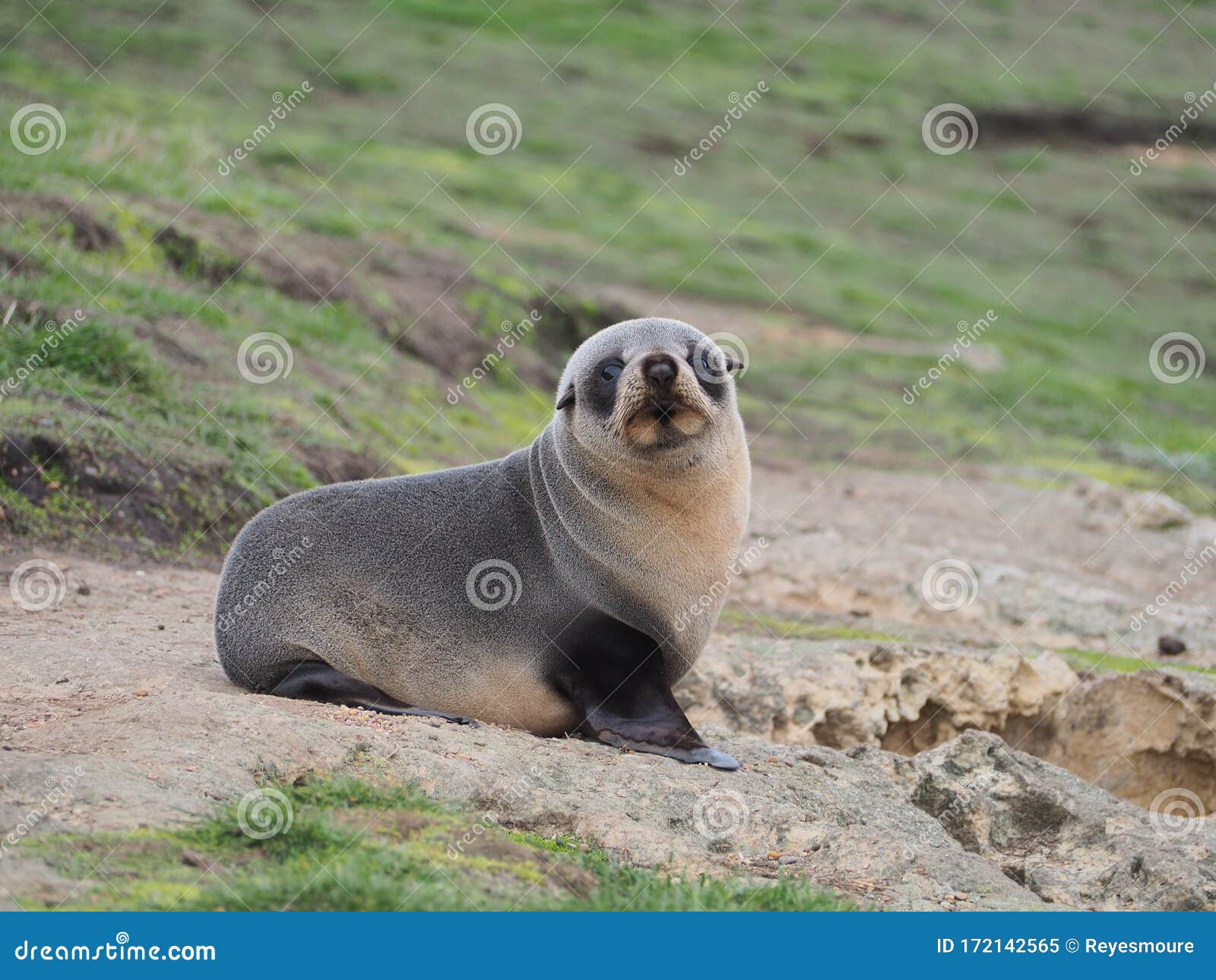 the cutest sea lion baby.