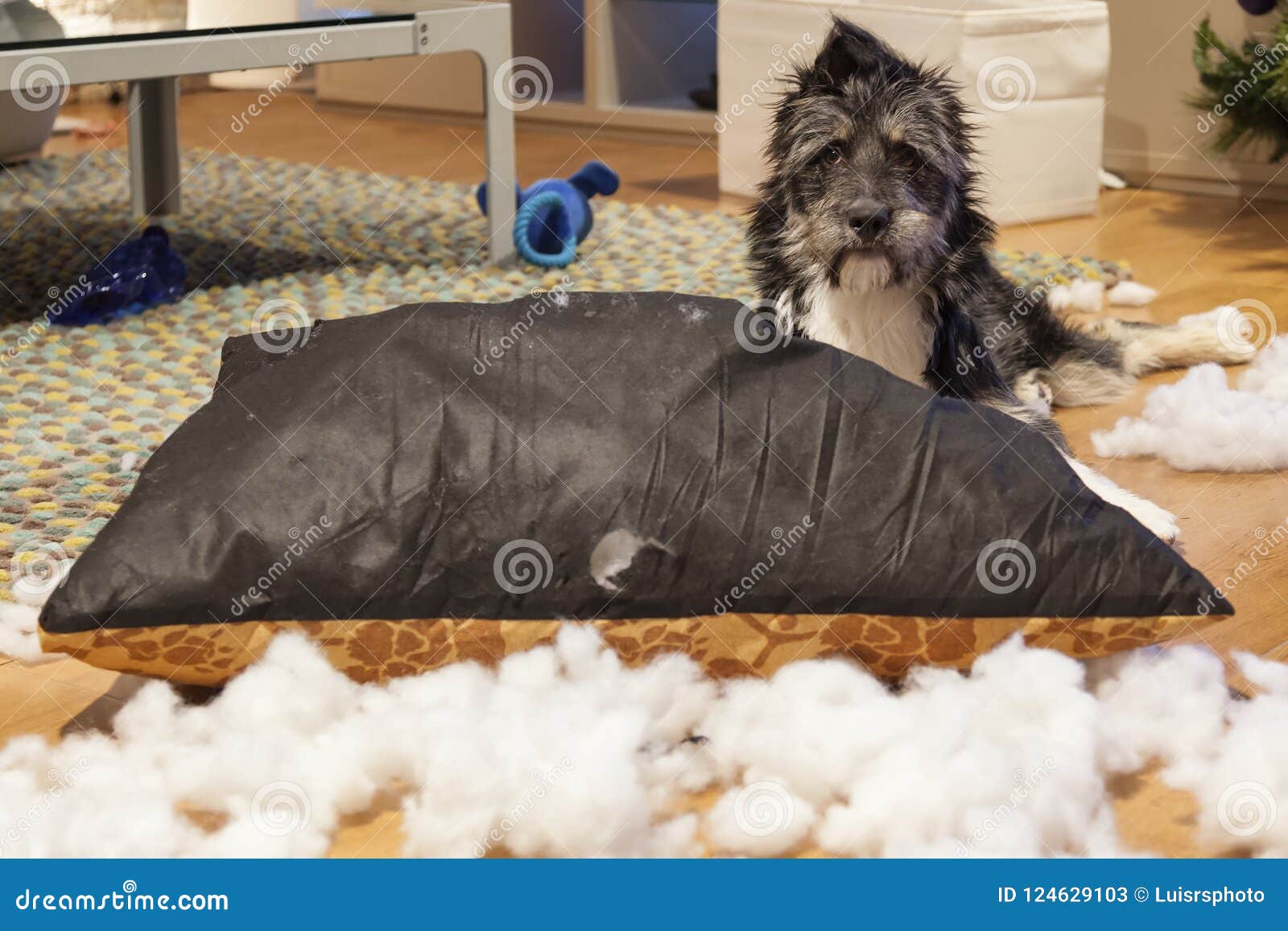 cutie dog with ripped up cushion