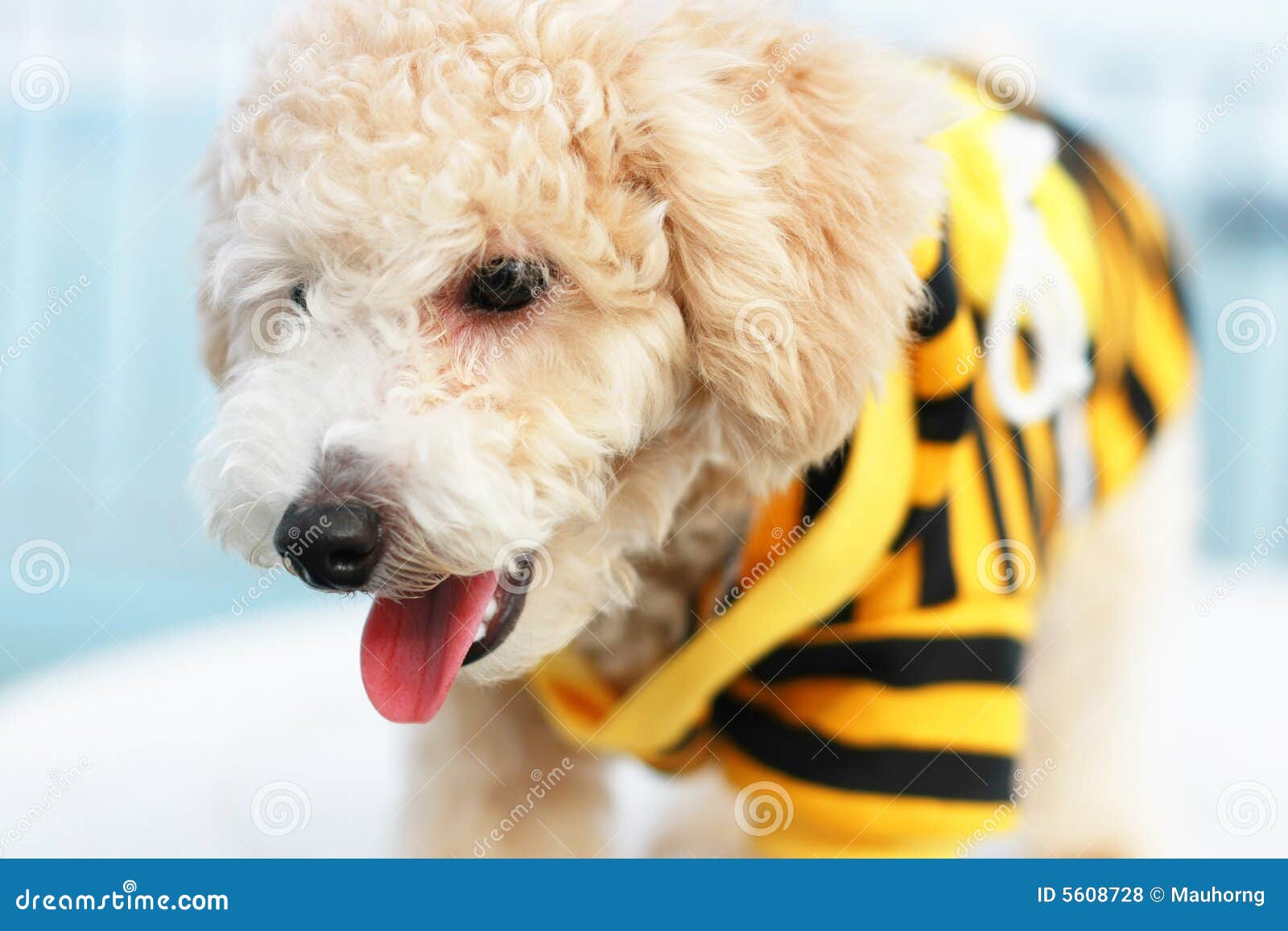 cutie poodle dog