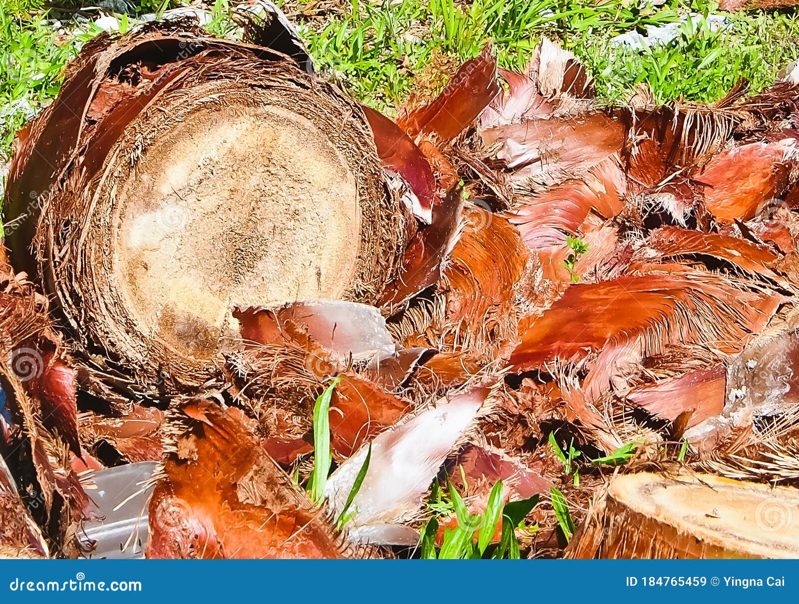 Cutoff of palm tree trunk stock image. Image of background 184765459