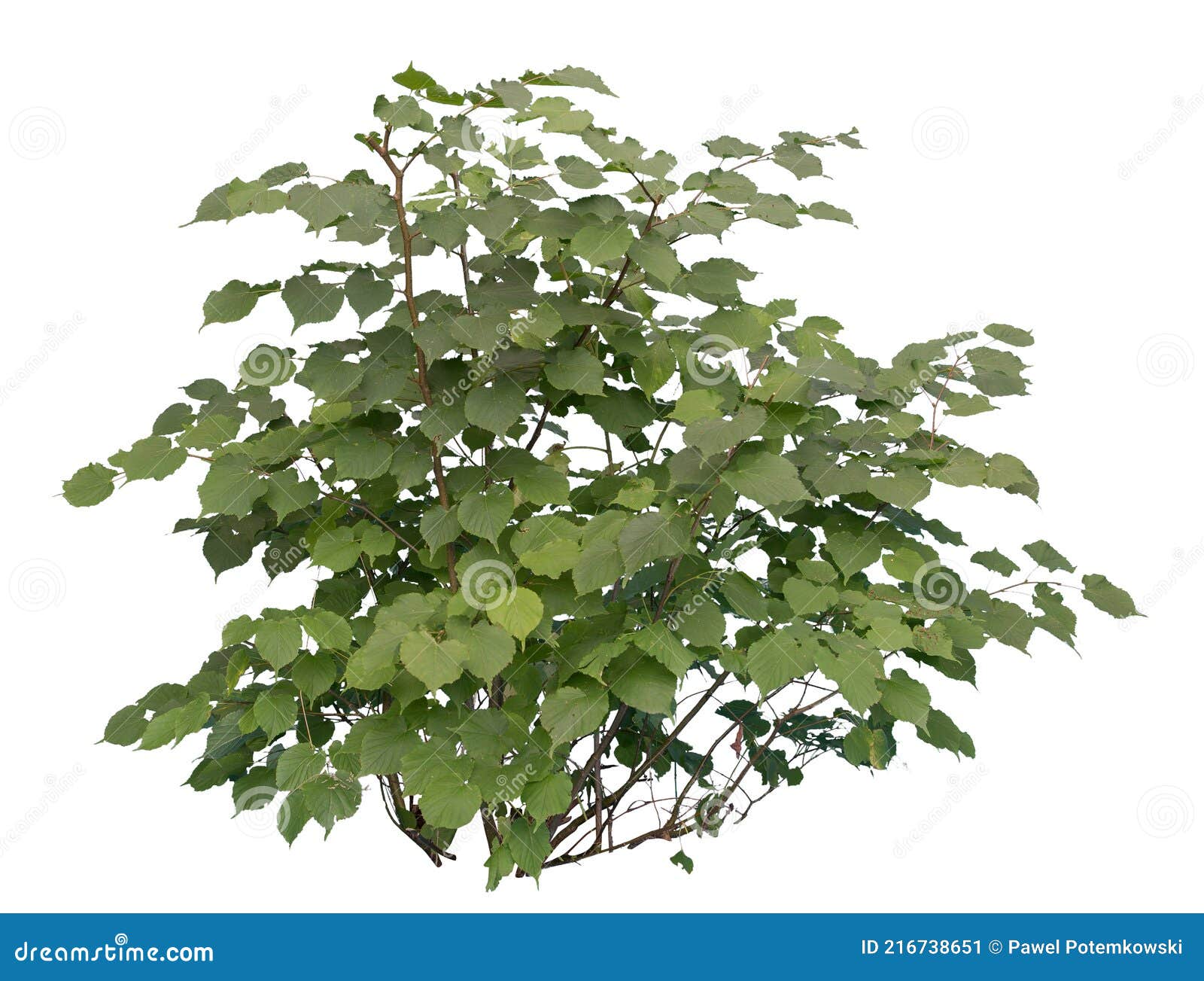 cutout of a deciduous shrub  on white background