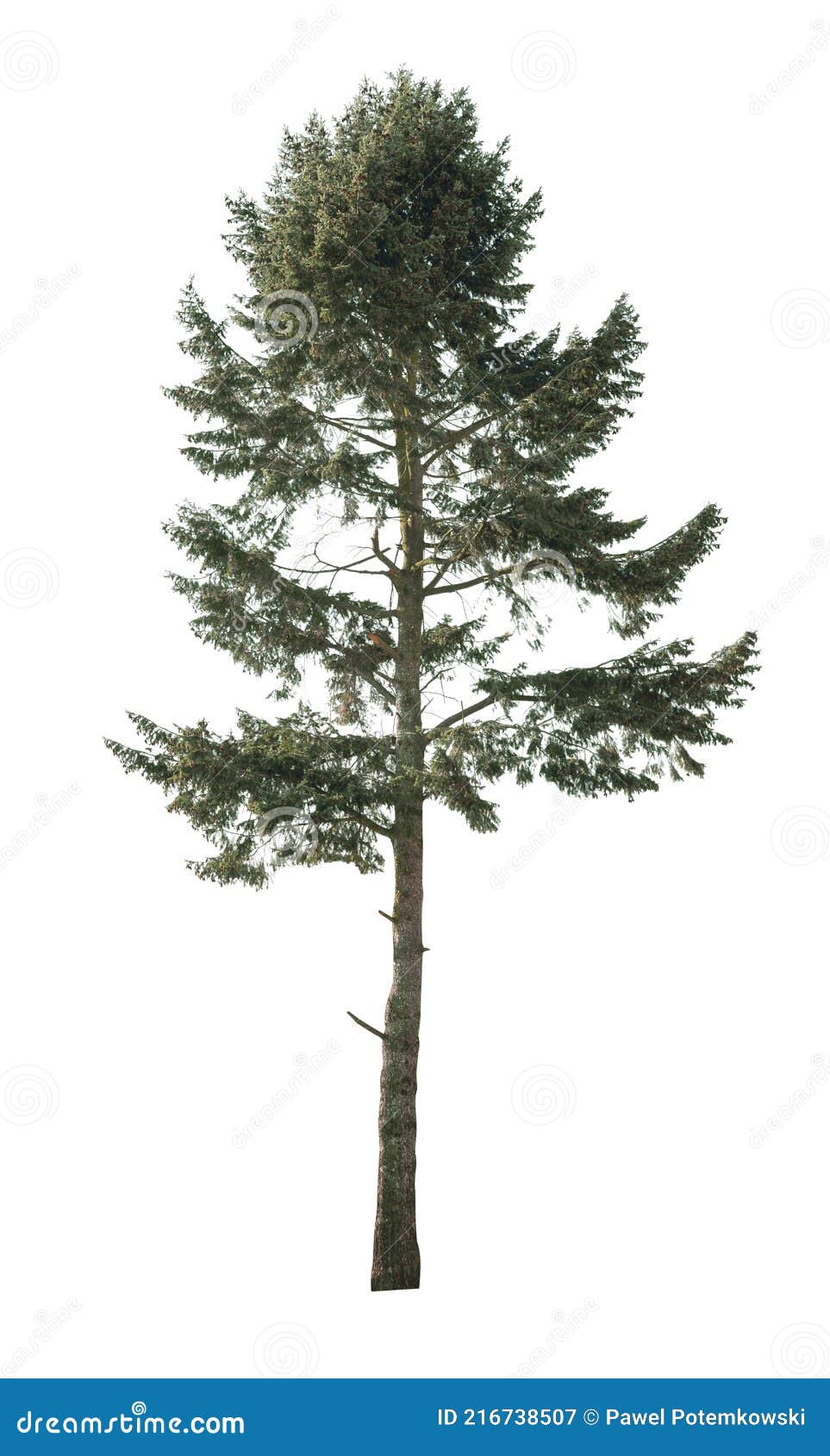 cutout spruce tree  on white background