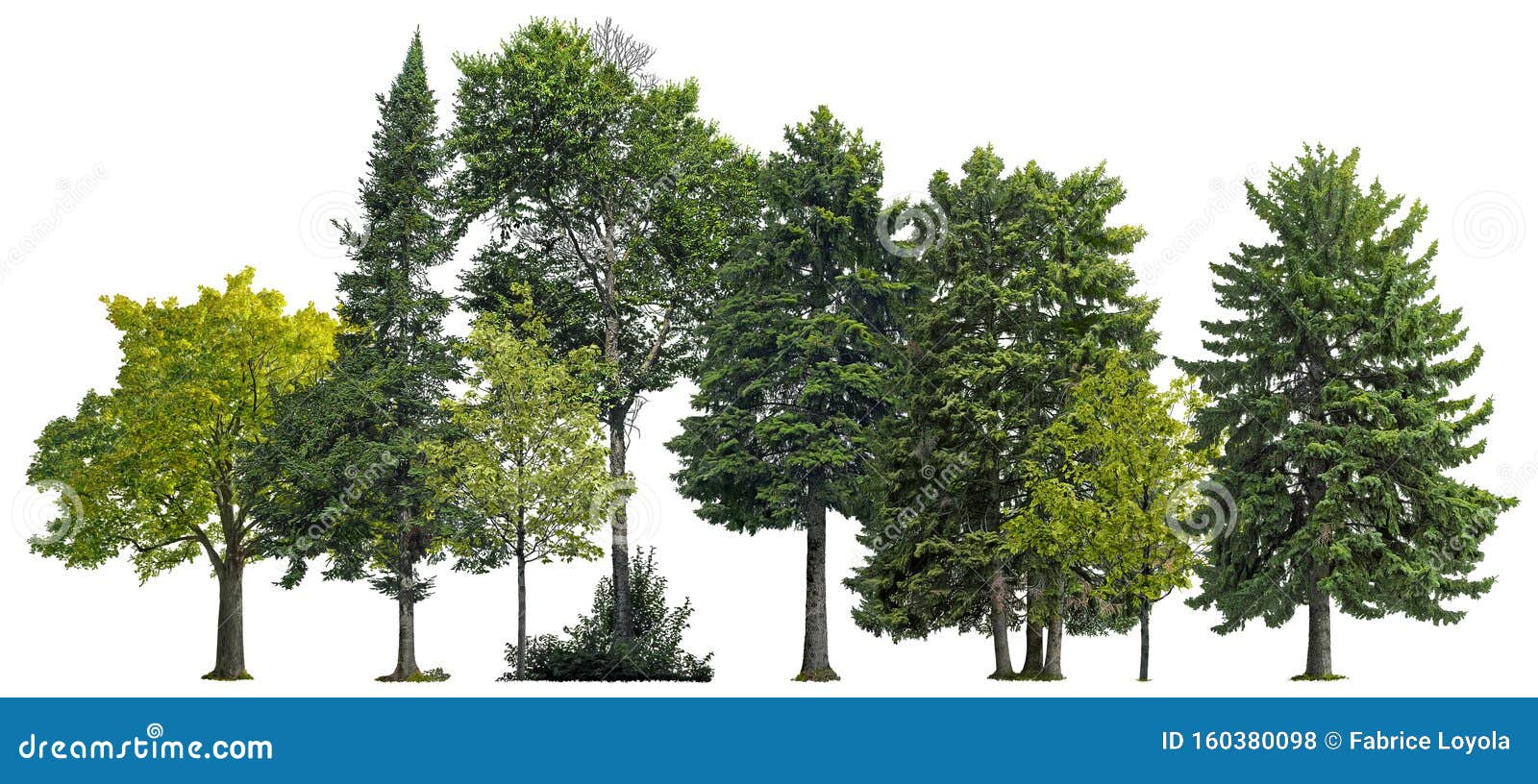 cutout tree line. coniferous and decidious mixed forest.