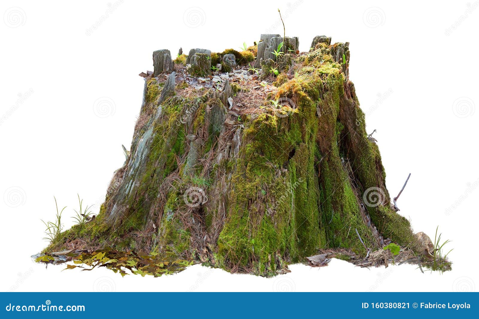 cutout tree stump. mossy trunk