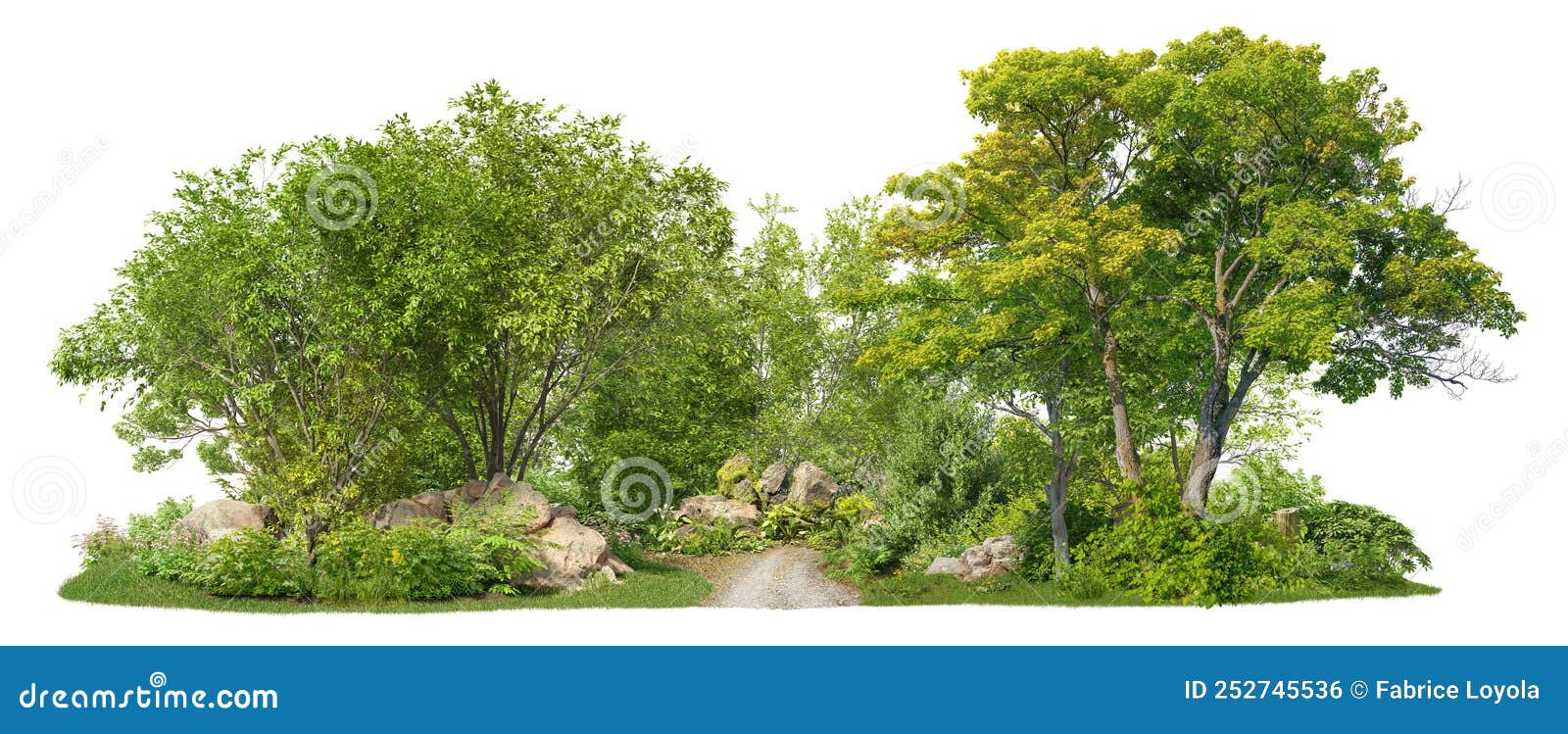 coniferous forest pathway in summer