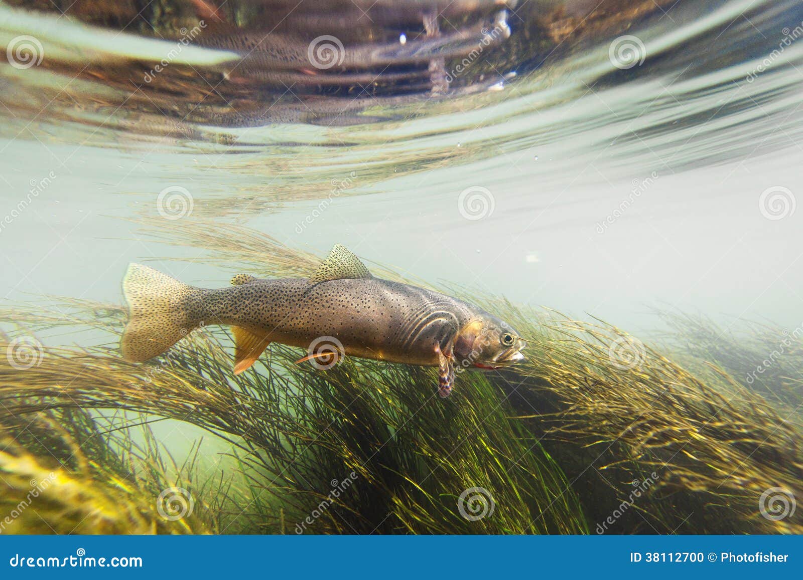 Cutthroat Trout Swimming Agains the Current Stock Photo Image of