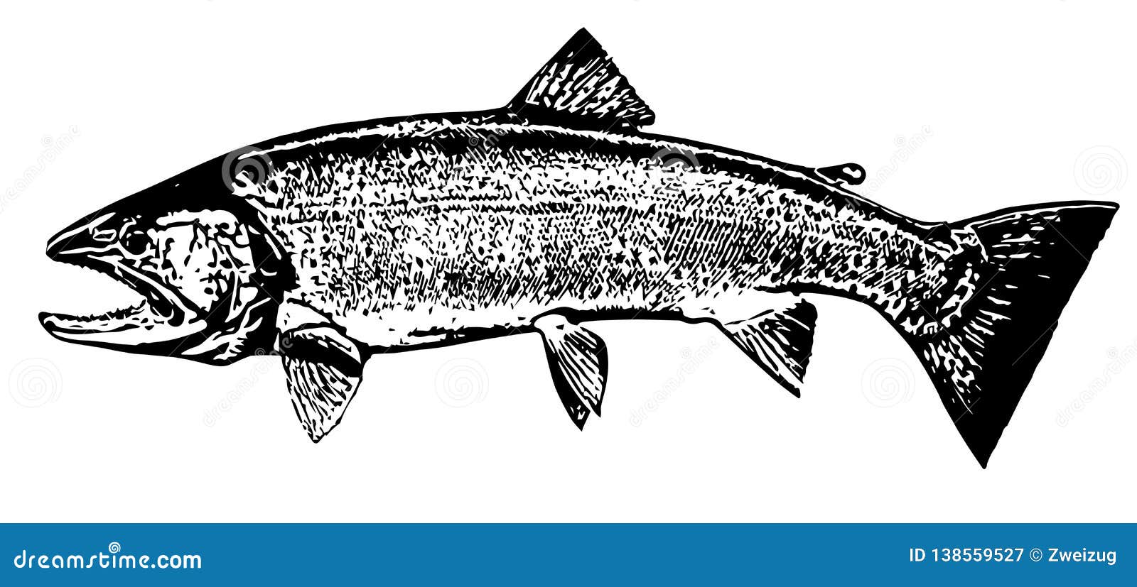 cutthroat trout fish on white background