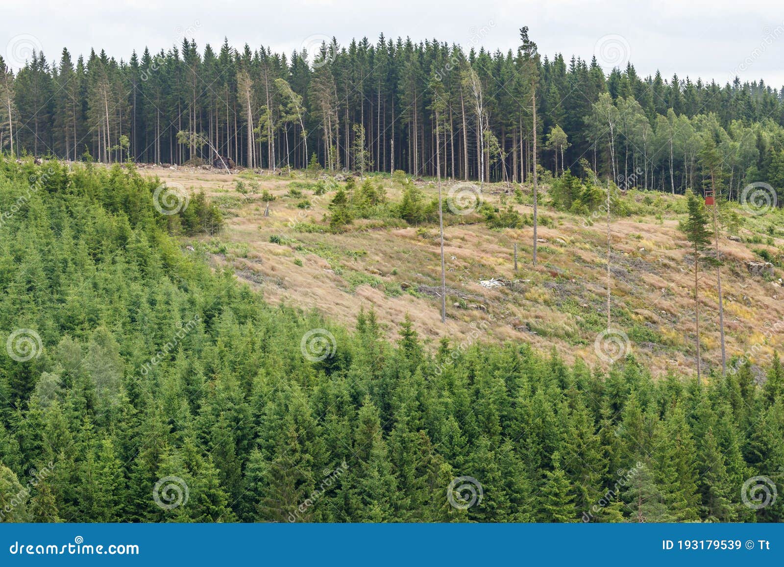 Cutting Area on a Hillside in a Forest Stock Image Image of area