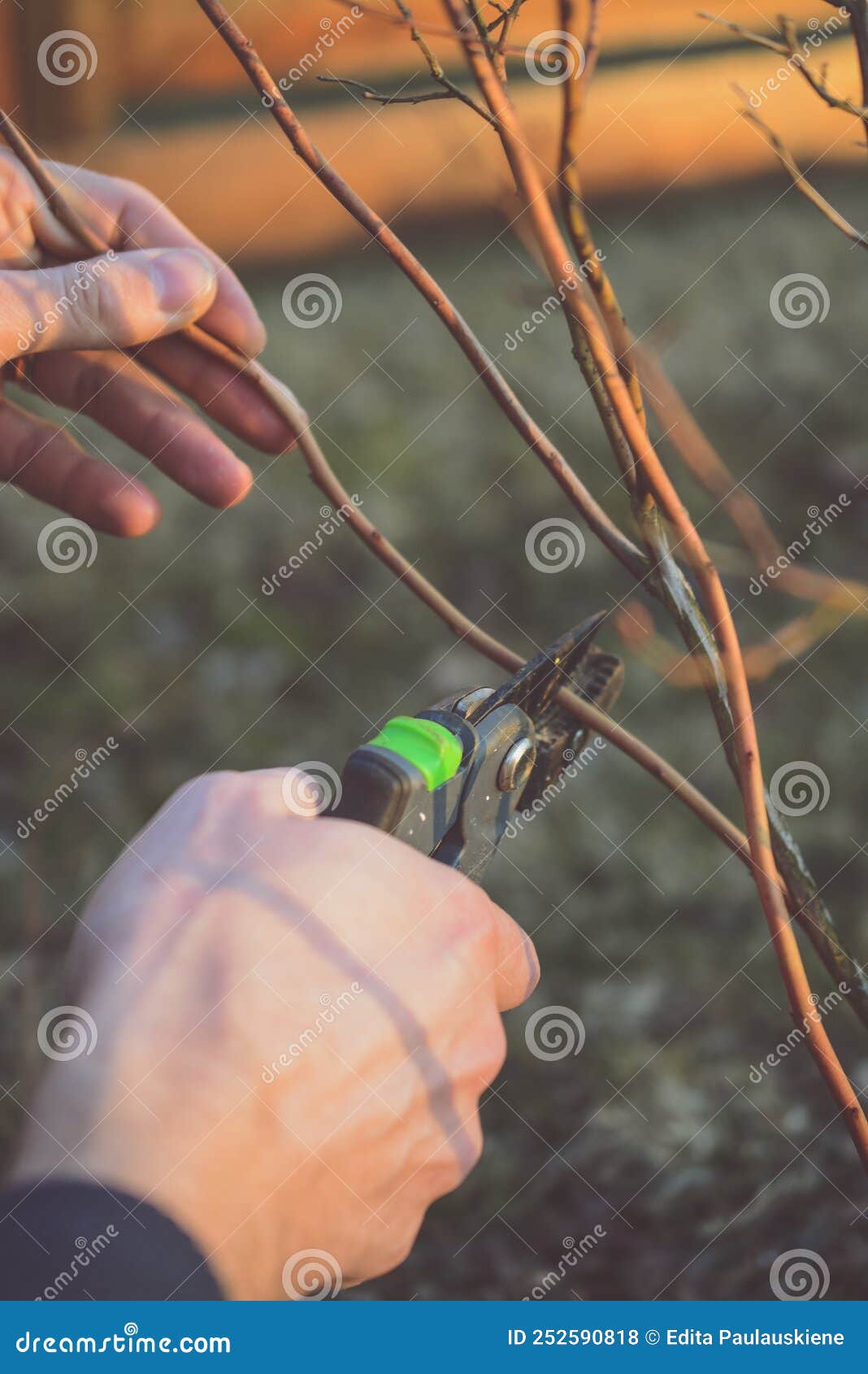 Cutting Bilberries Bushes in the Early Spring Stock Photo Image of